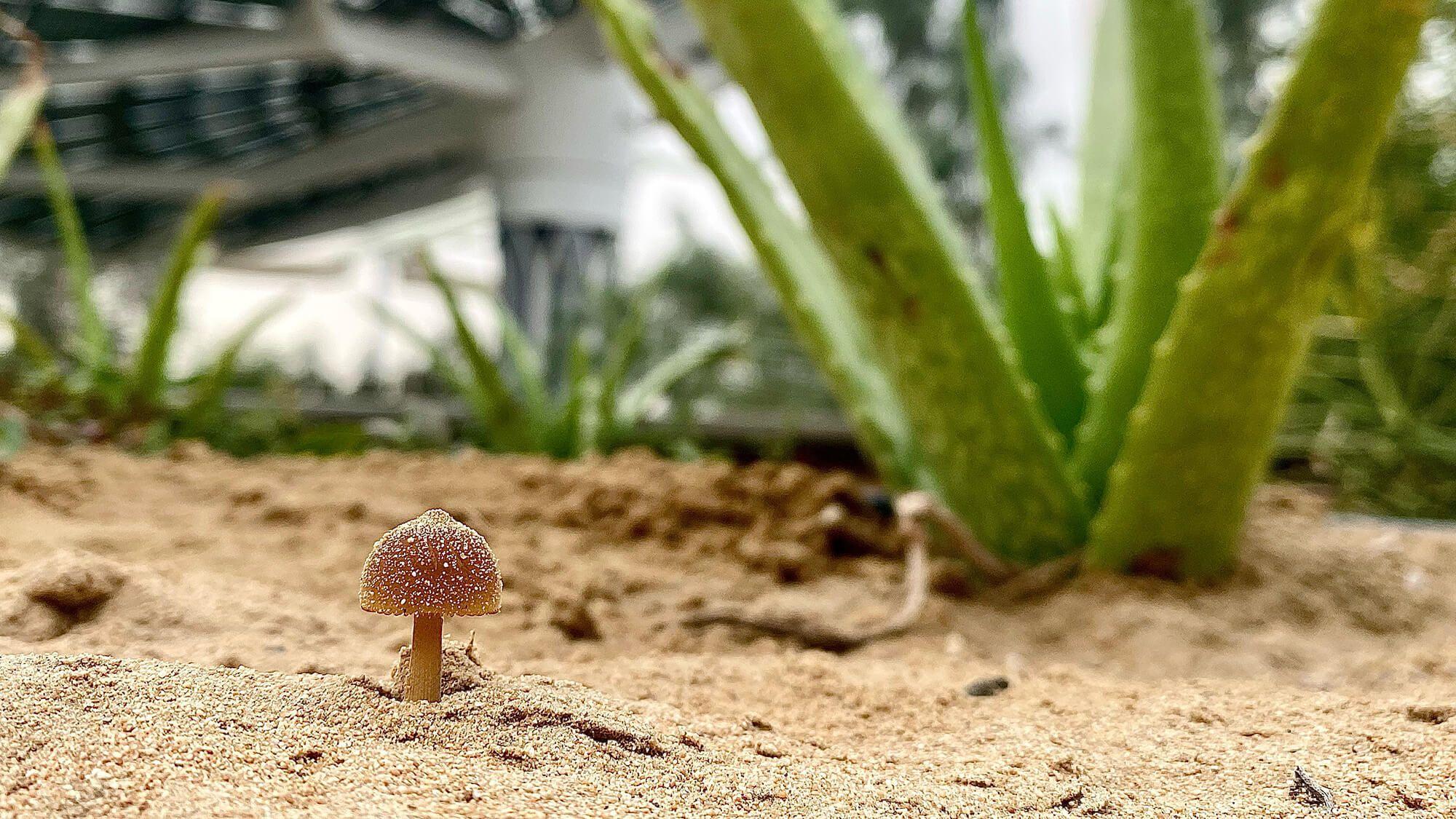 Not AI, not Photoshop, just a happy mushroom growing under the Terra canopy in Dubai, UAE.
Photo: Terra Expo Dubai