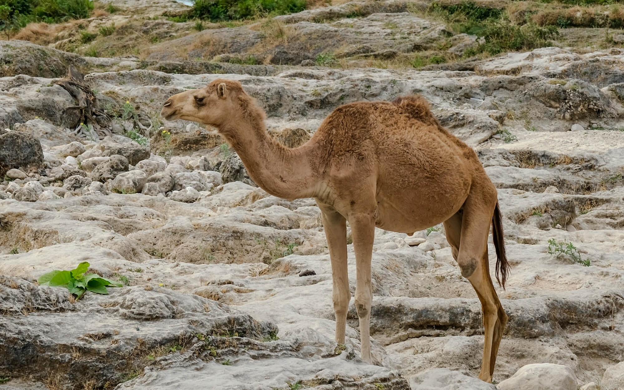 حيوان المستقبل والناجي من التغيير المناخي 
تصوير: عبدالله الشحي