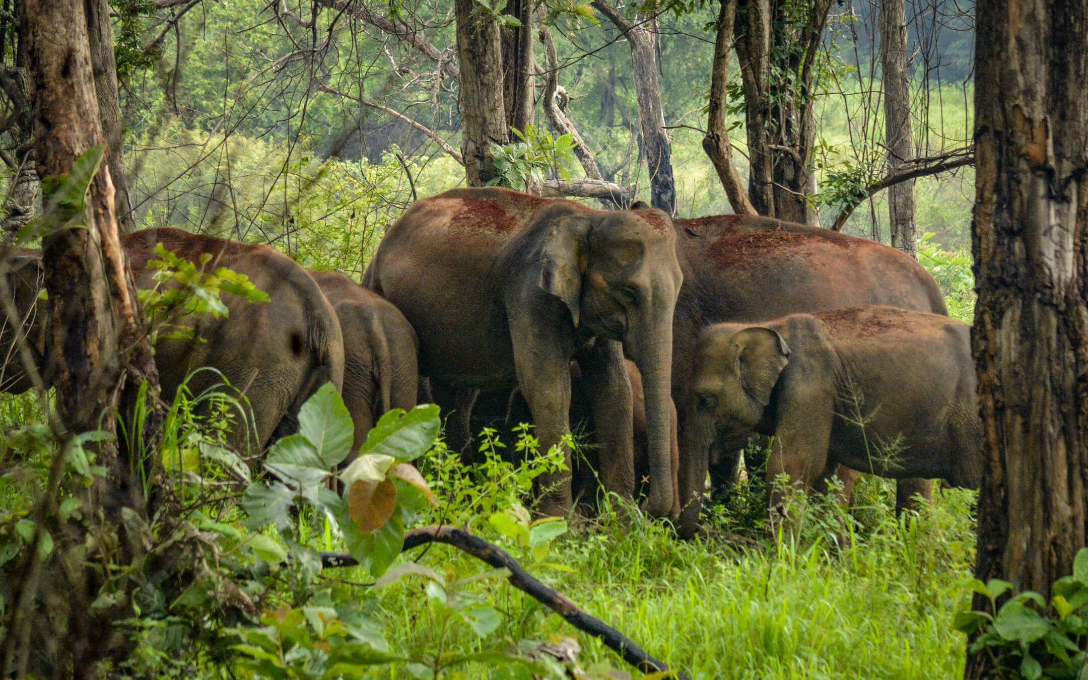 A herd of Sri Lankan elephants gather together. 
Photographer: Yasas Ratnayake