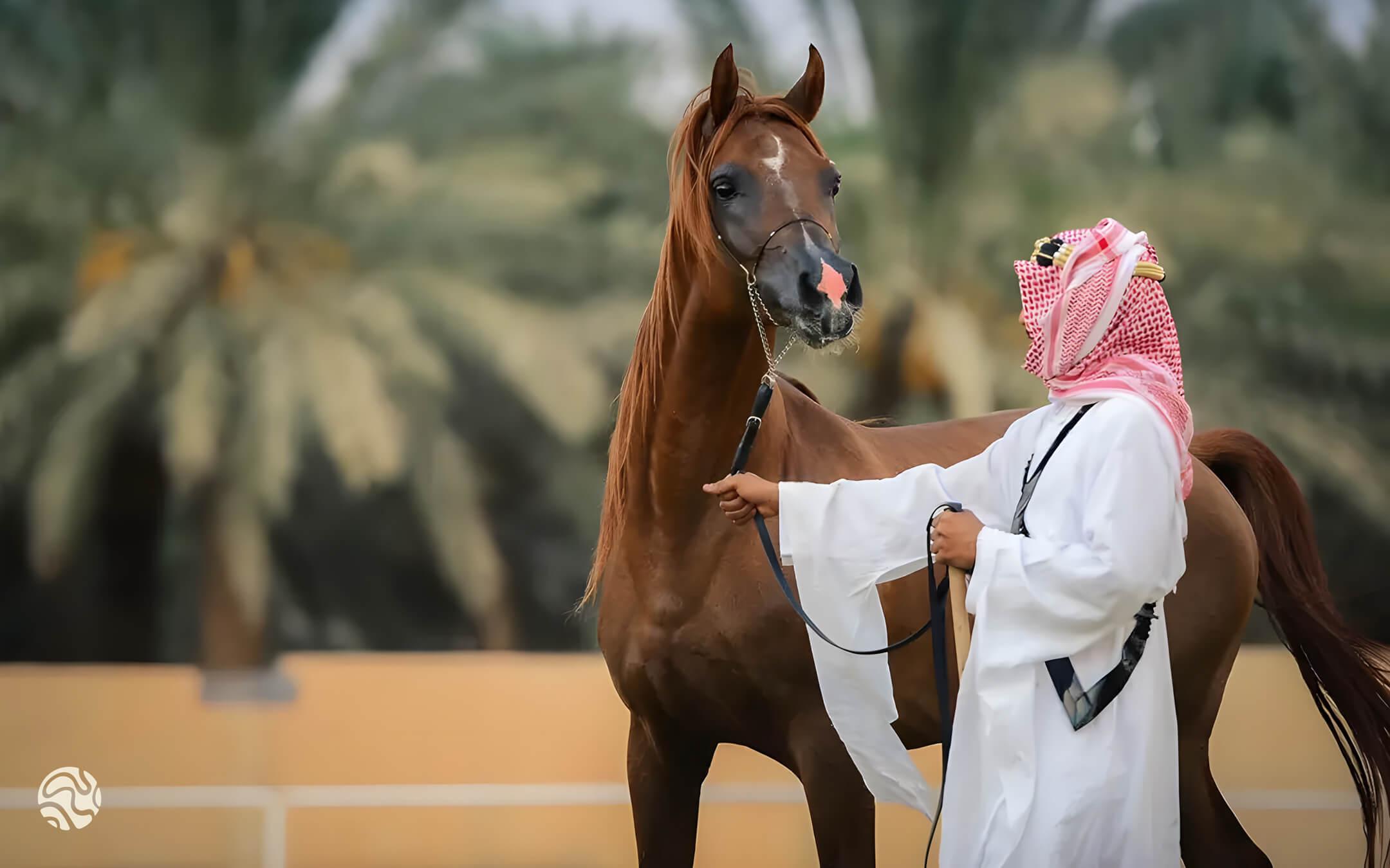 الخيل في الثقافة العربية أكثر من مجرد حيوان، إنها شريك في التقاليد، رمز للهوية، وجسر بين الماضي والحاضر
 تصوير عبد الله العكشان