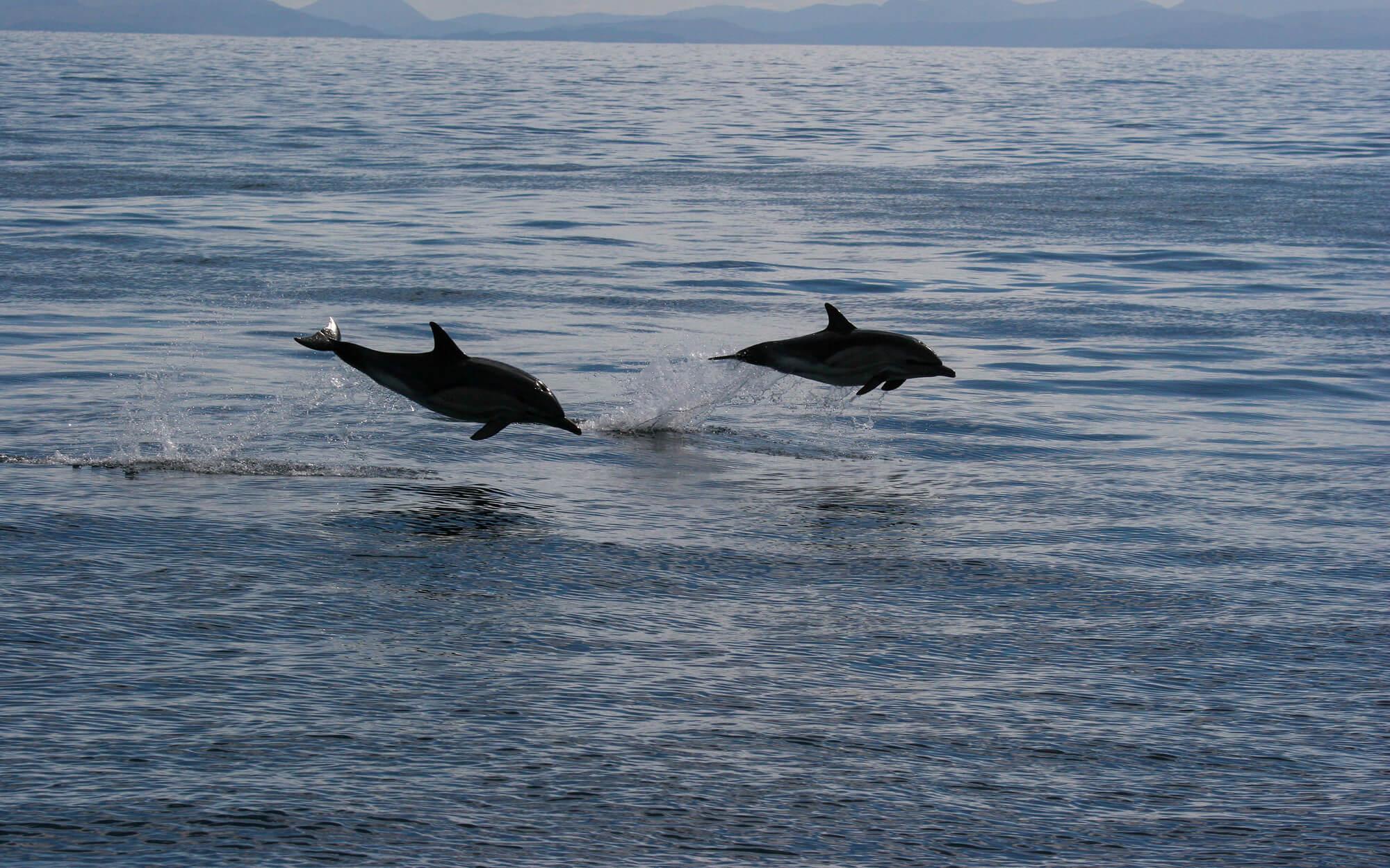 Two porpoises leap out of the water, showing off their incredible acrobatic skills. 
Photo: Hebridean Whale and Dolphin Trust
