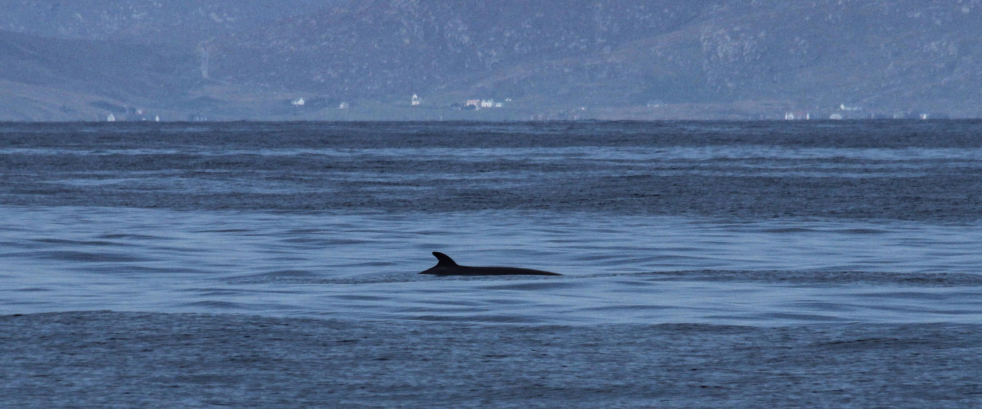 Safeguarding the Ancient Odyssey of Whales