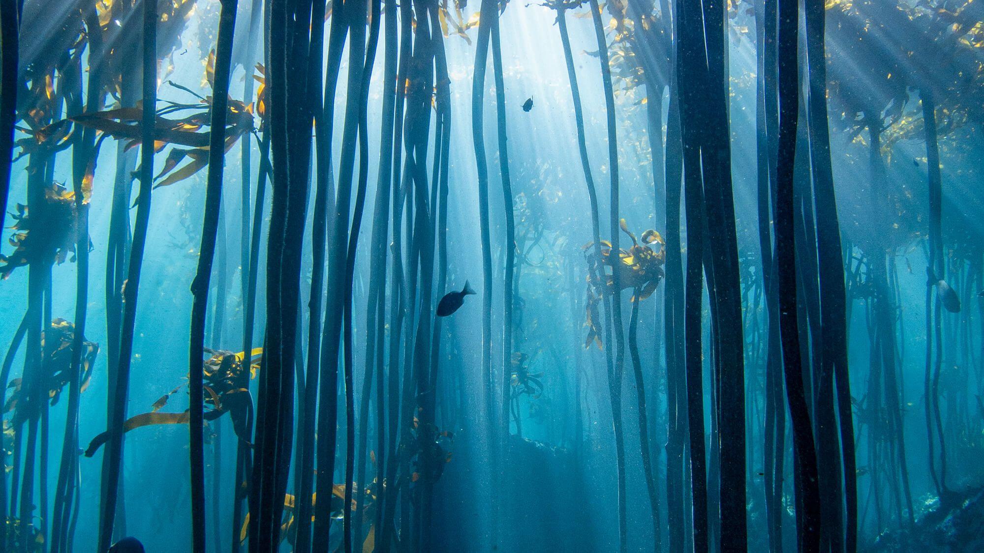 The Great African Seaforest (GASF), the world’s only giant bamboo kelp forest, stretches for over 1000 km from Cape Town to the coastlines of Namibia. These waters are home to a breathtaking abundance of biodiversity, including sharks, rays, octopuses, and other invertebrates.
Photo: The Sea Change Project