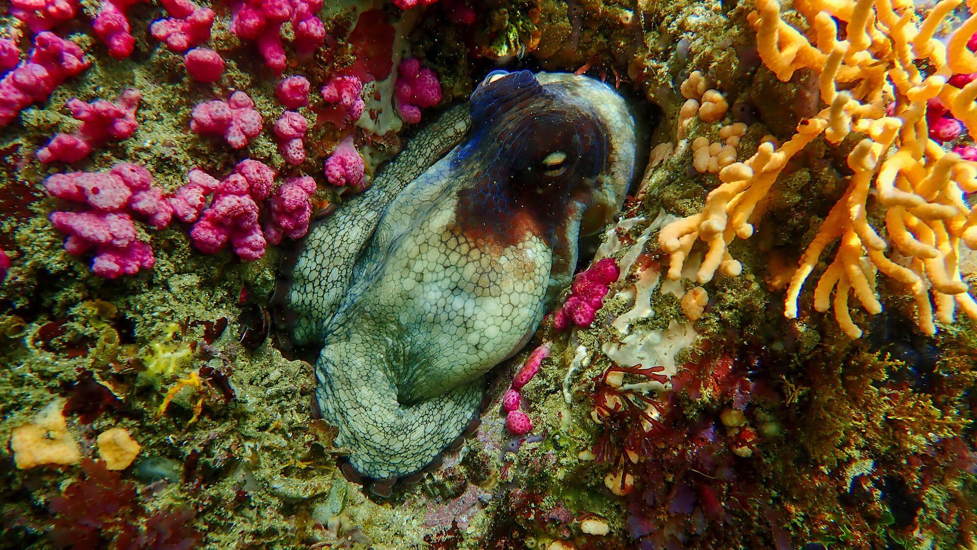 The award-winning documentary, My Octopus Teacher, brought awareness to the incredible intelligence of cephalopods and helped to launch the many films, books, and exhibitions of The Sea Change Project.
Photo: The Sea Change Project