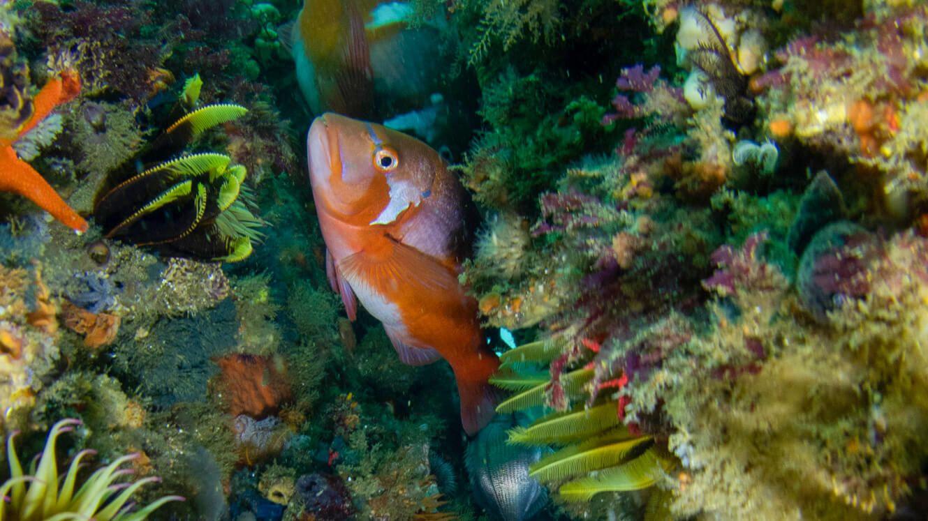 The Sea Change Project has now documented over 1000 species in the kelp forests.
Photo: The Sea Change Project