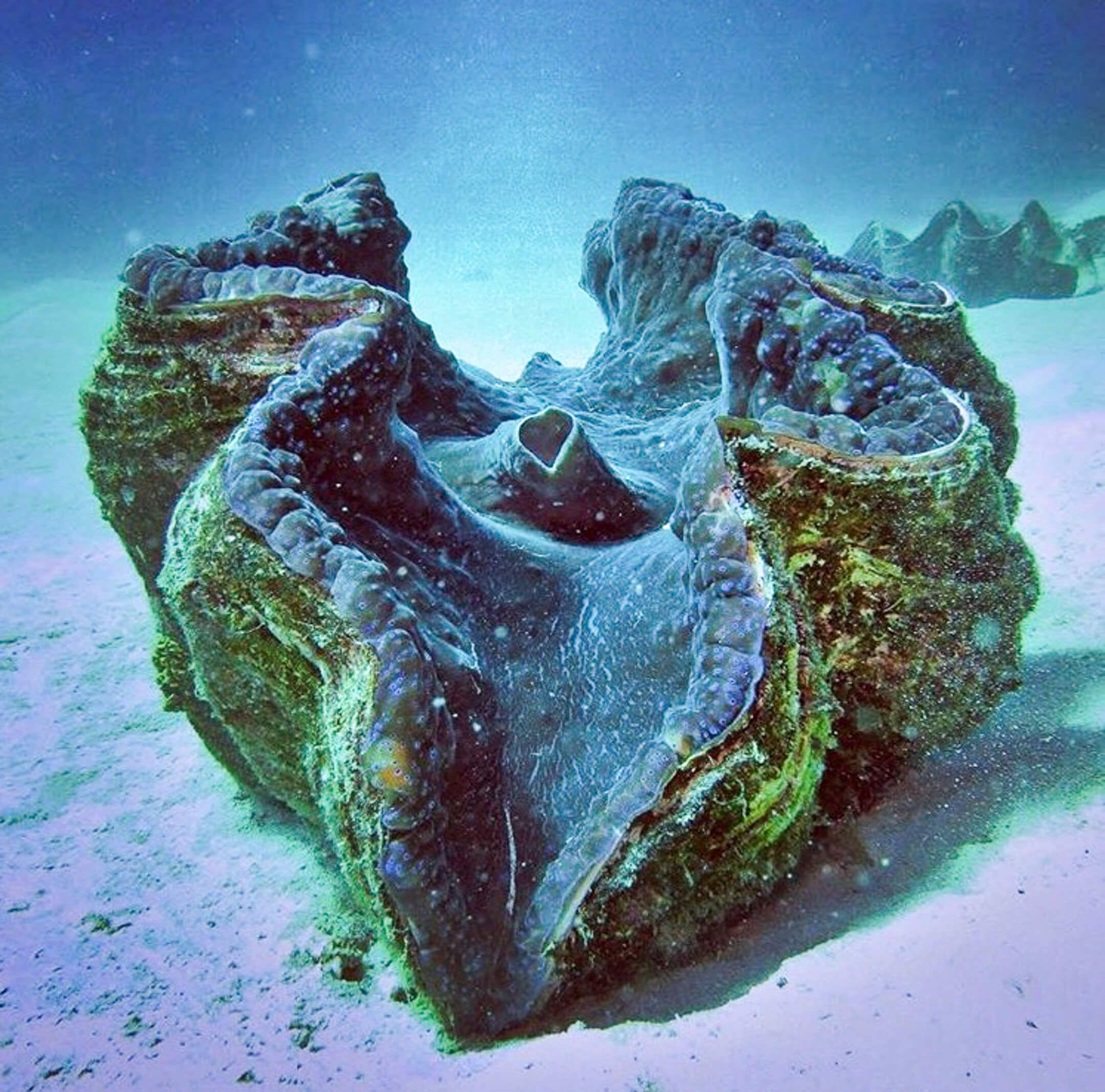 These impressive giant clams were nearly fished to extinction. Today, Danjugan has pioneered efforts to restore their population.
Photographer: Gerry Ledesma