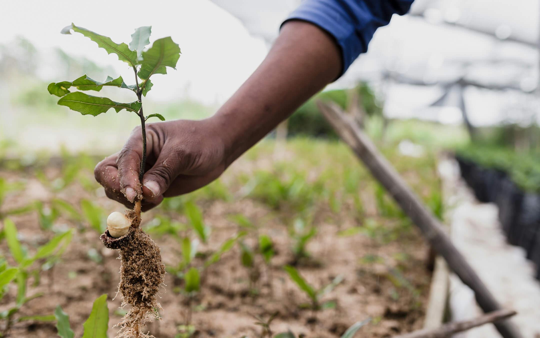 Empowering Change: Rhea Sherring's Blueprint for a Greener Future