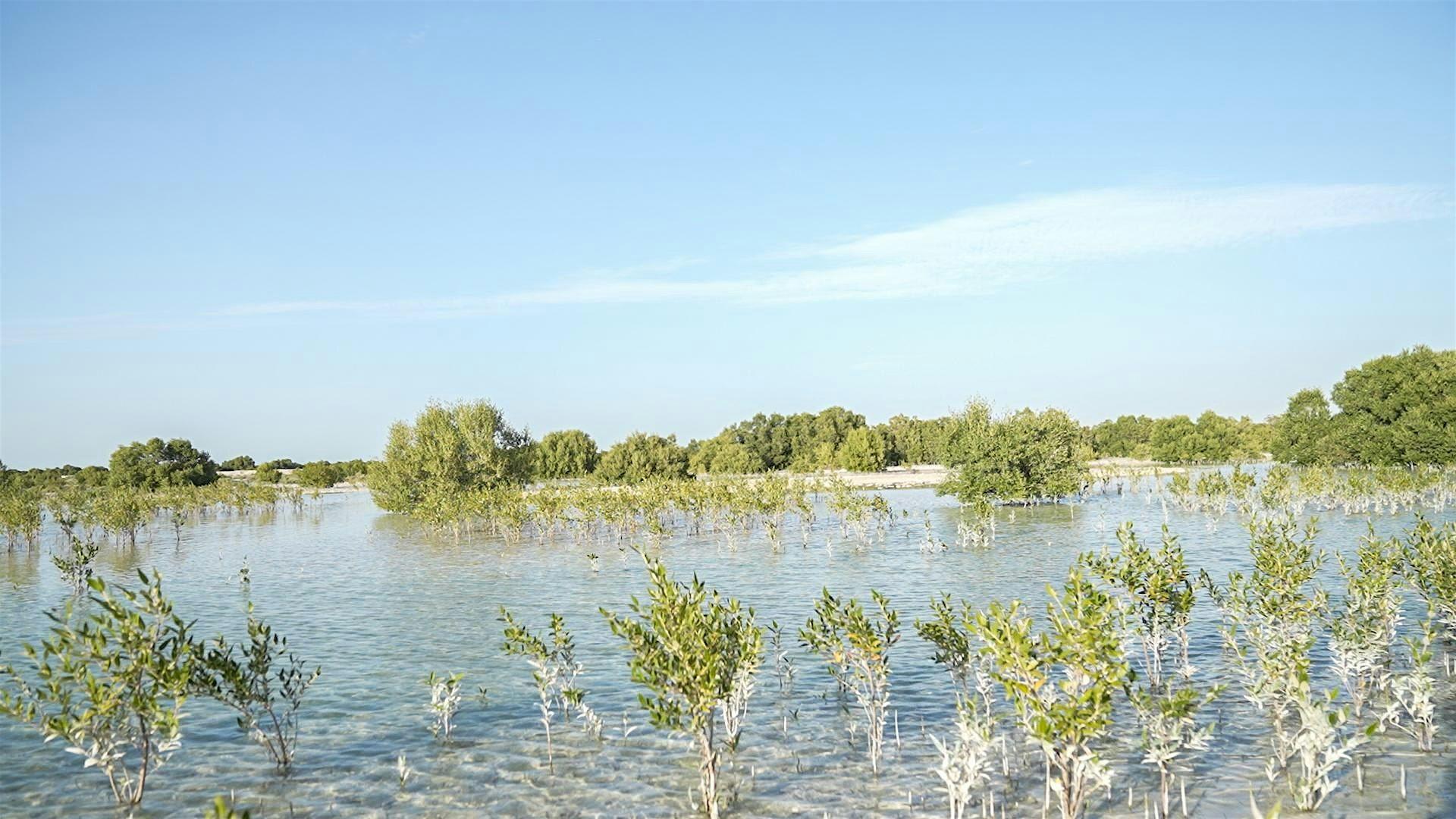 Mangrove Guardians: Clean & Restore Day