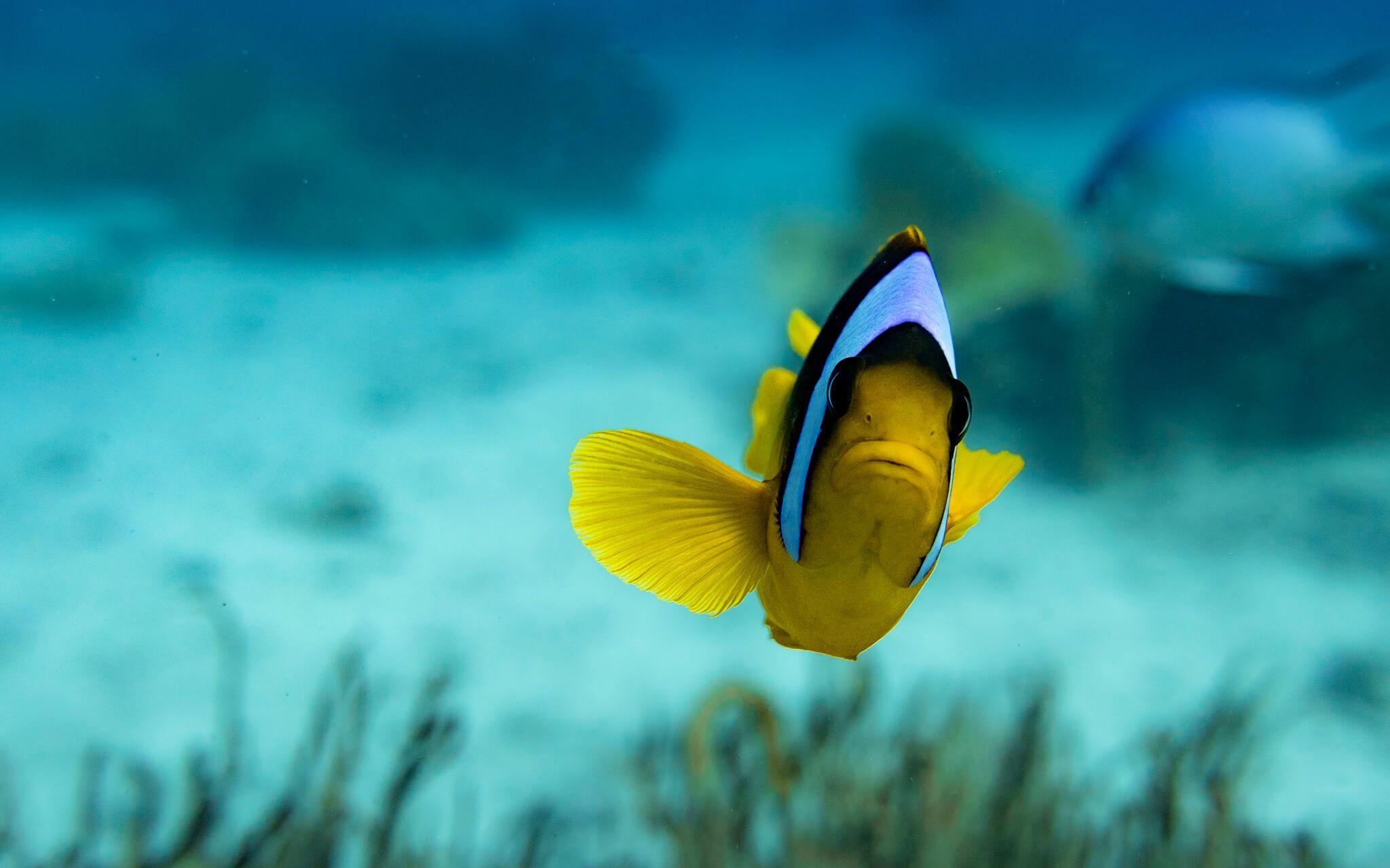A Clark’s Anemonefish peers into the lens of a photographer in the Red Sea.
Photo: Omar Dessouky
