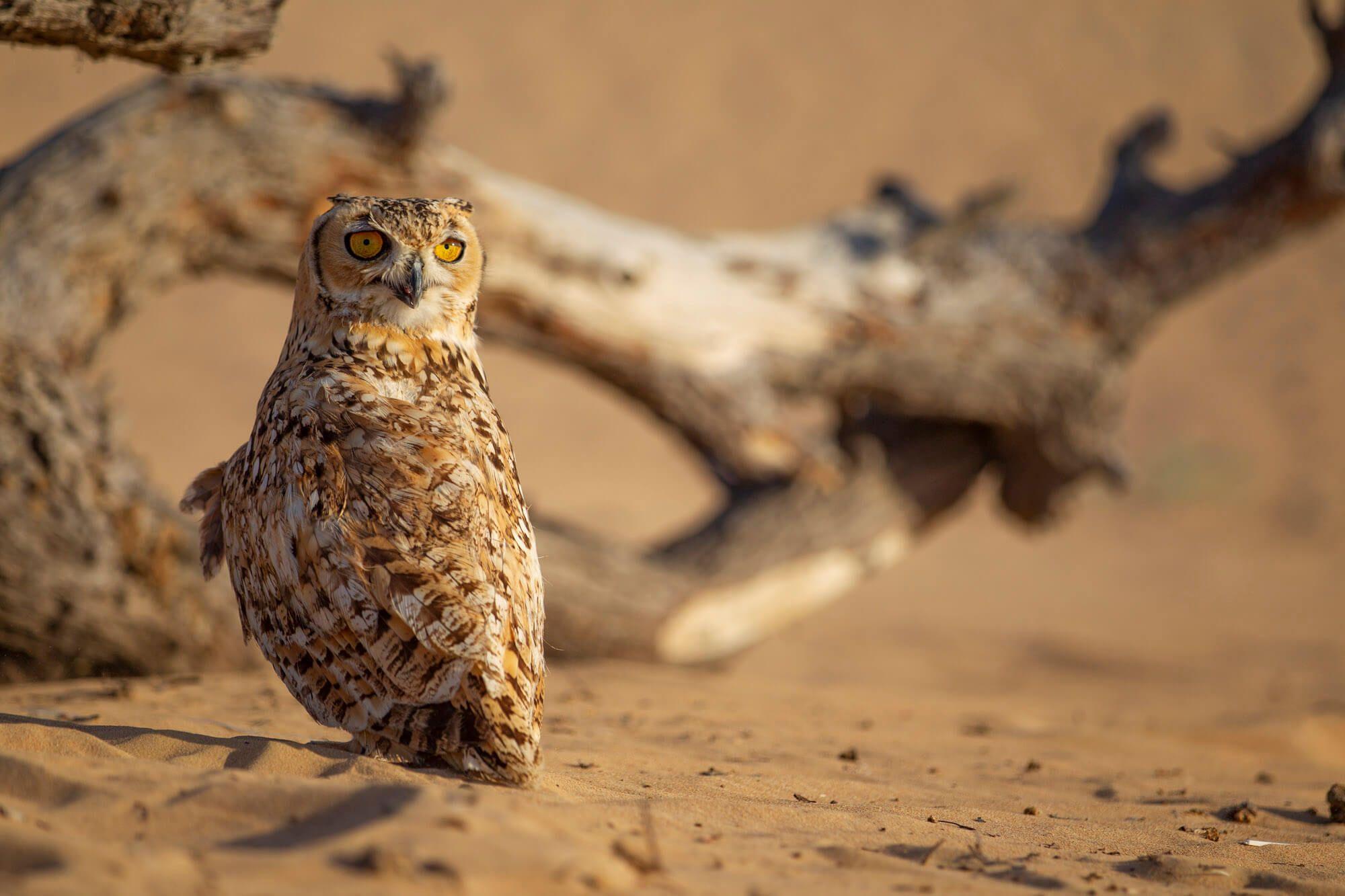 The male Desert Owl’s hunts, providing a warm meal for the young owlets. Photographer: Ali bin Thalith. Location: Al Qudra Lake, Dubai, United Arab Emirates.