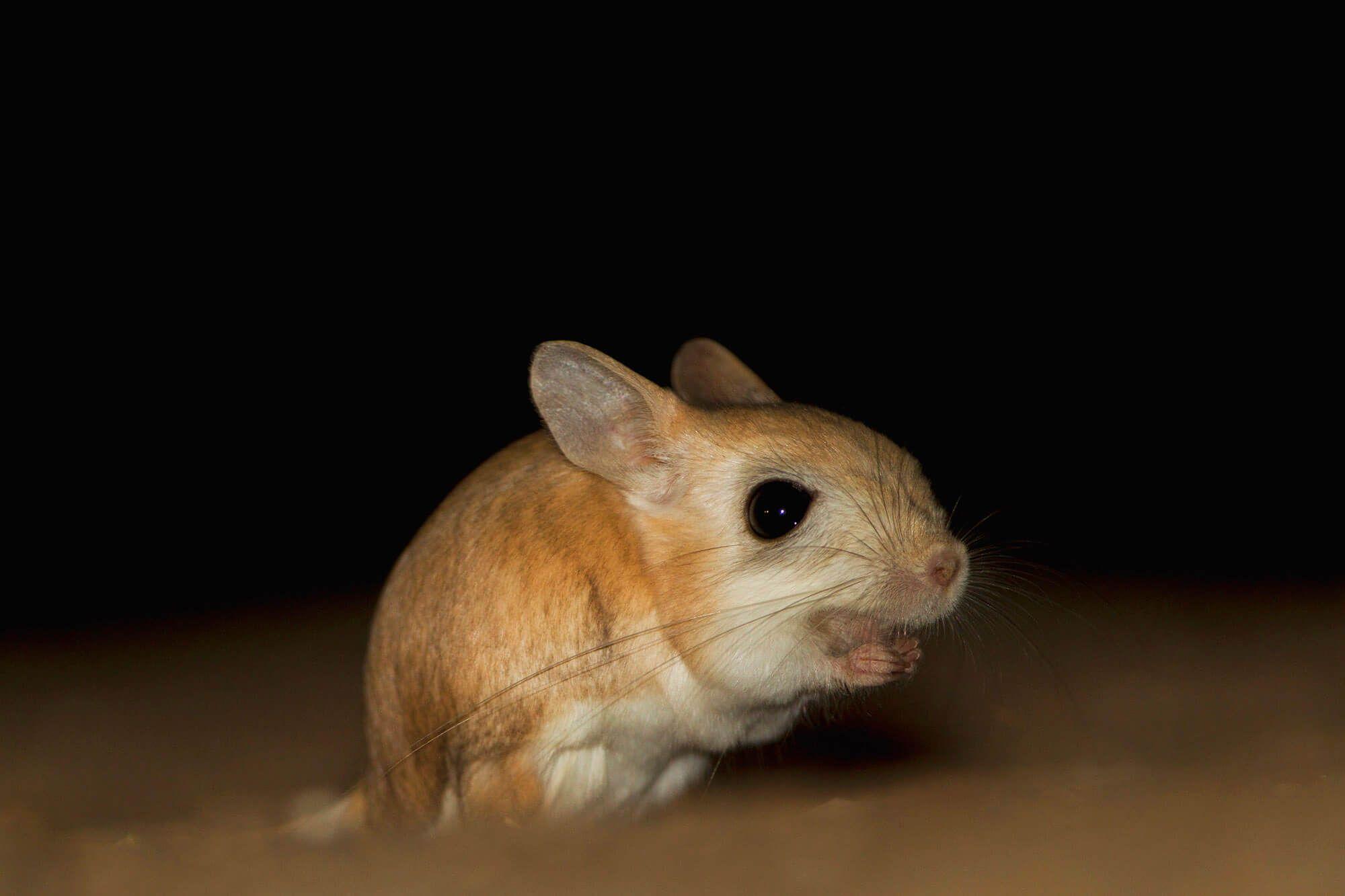 The Jerboa is one of the Desert Eagle Owl’s prey. Photographer: Ali bin Thalith. Location: Al Qudra Lake, Dubai, United Arab Emirates.