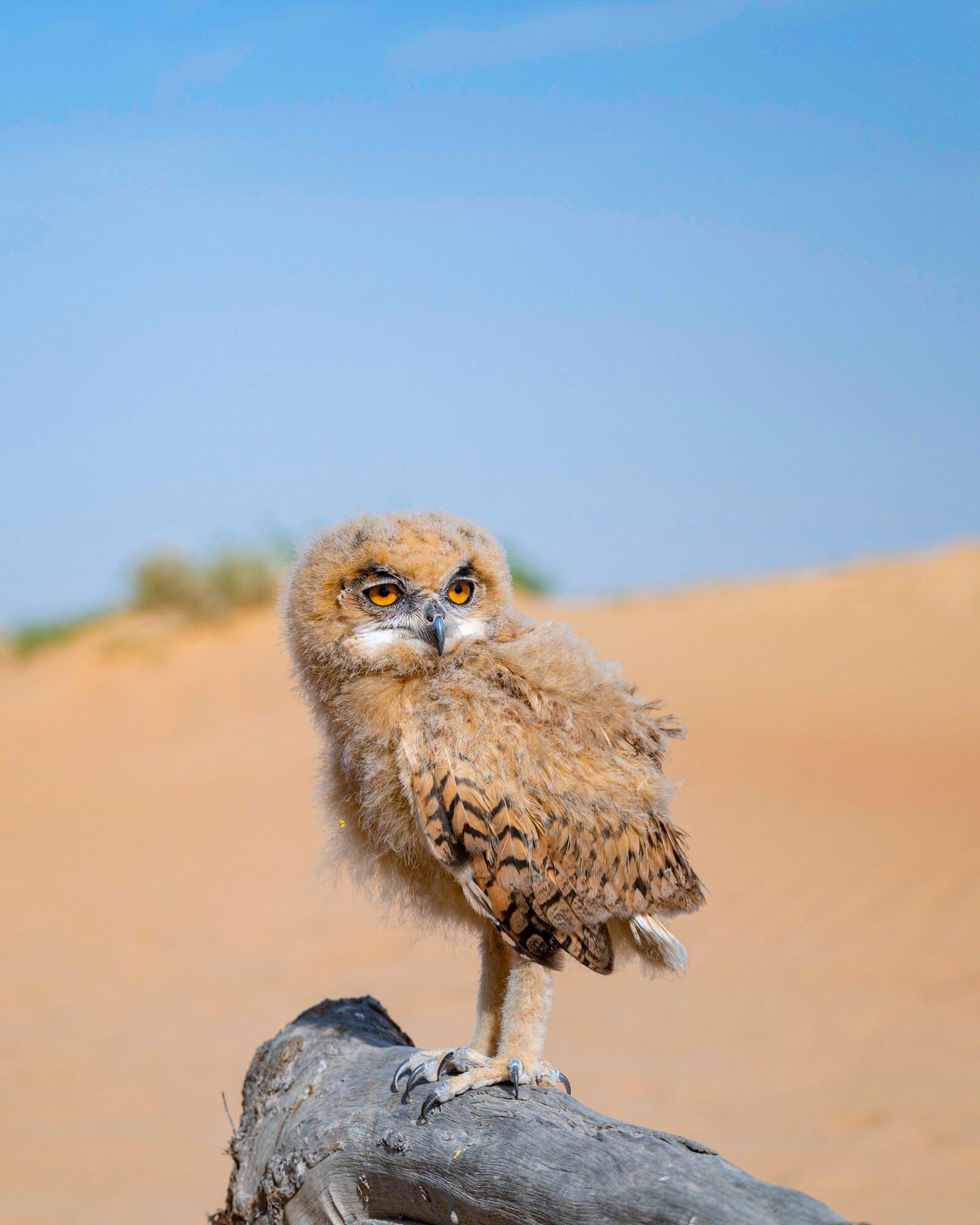 A Desert Eagle Owl out of the nest as they begin to explore flight. Photographer: Ali bin Thalith. Location: Al Qudra Lake, Dubai, United Arab Emirates. 