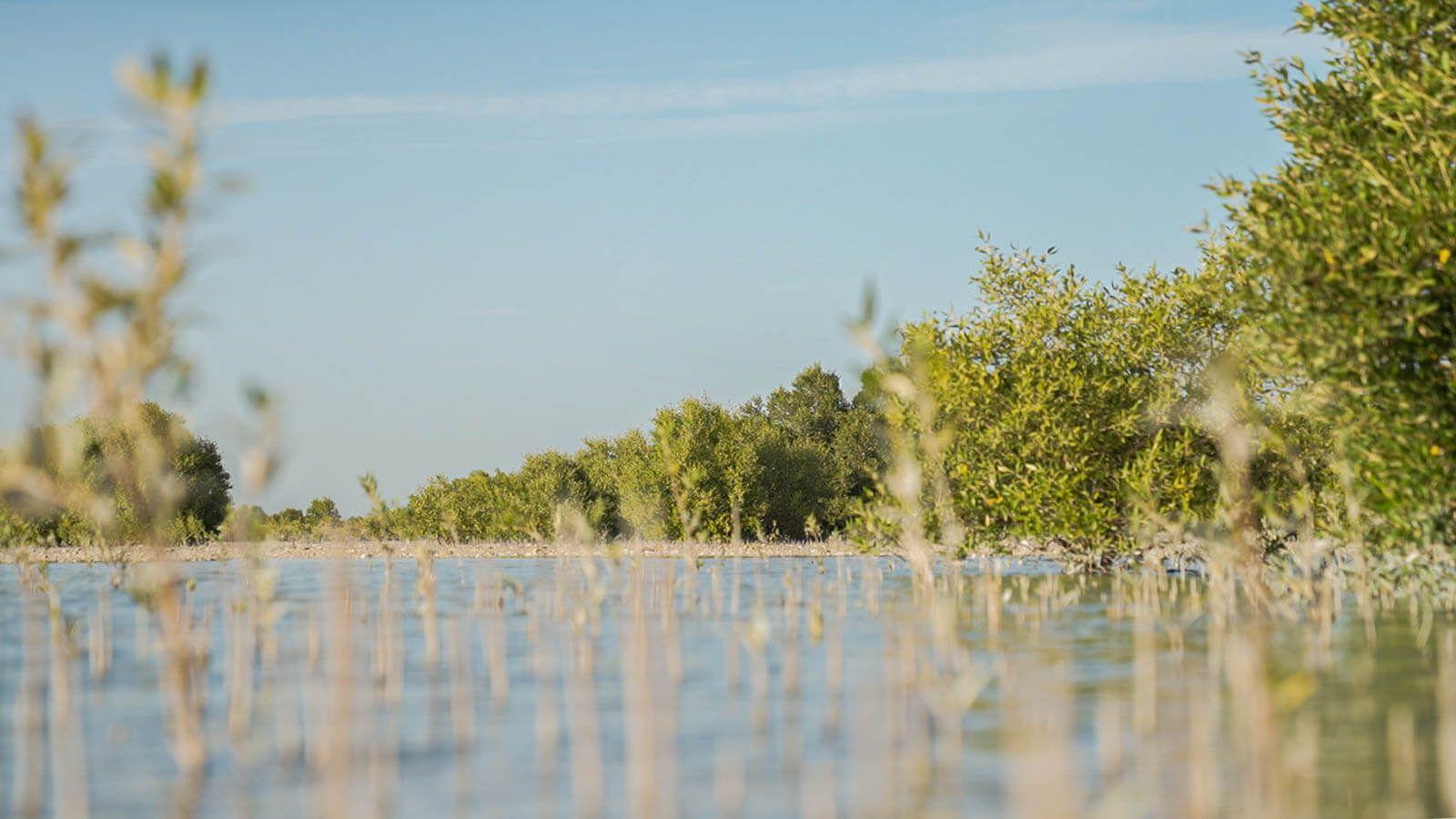 Mangroves are carbon sinks, storing nearly 10 billion tonnes of carbon around the world. Photo: The Climate Tribe.