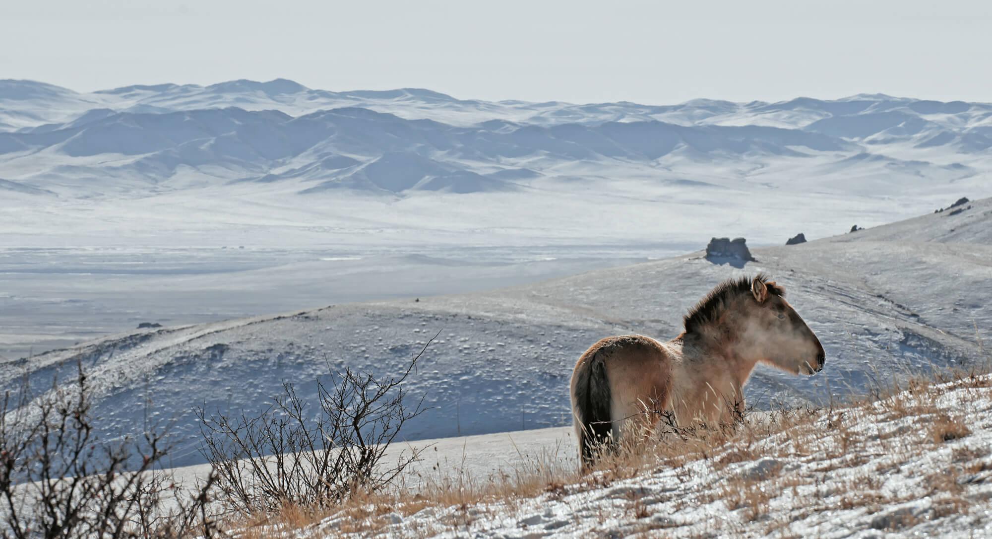 يقف حصان برجفالسكي مطلًا على وادي محاط بقمم مغطاة بالثلوج في منتزه هوستاي الوطني.  المصور: أستريد هاريسون    المكان: منغوليا