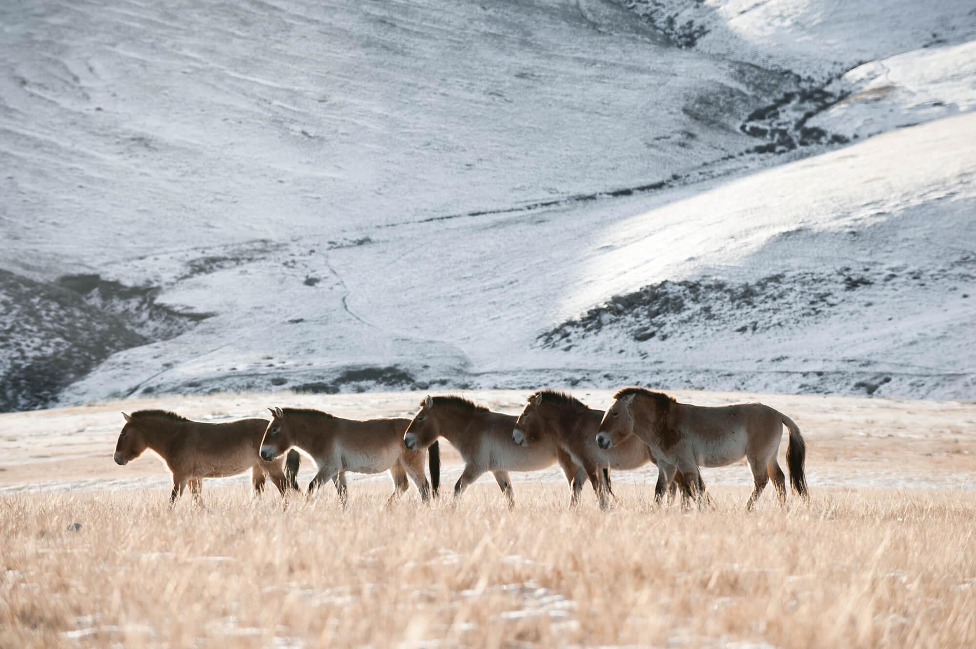A small herd of Przewalski horses against snow-covered mountains. Photographer: Astrid Harrisson. Location: Mongolia.