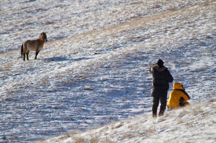 Biologist Baghi Batbaatar and photographer Astrid Harrisson studying a lone Przewalski horse in Hustai National Park, Mongolia.