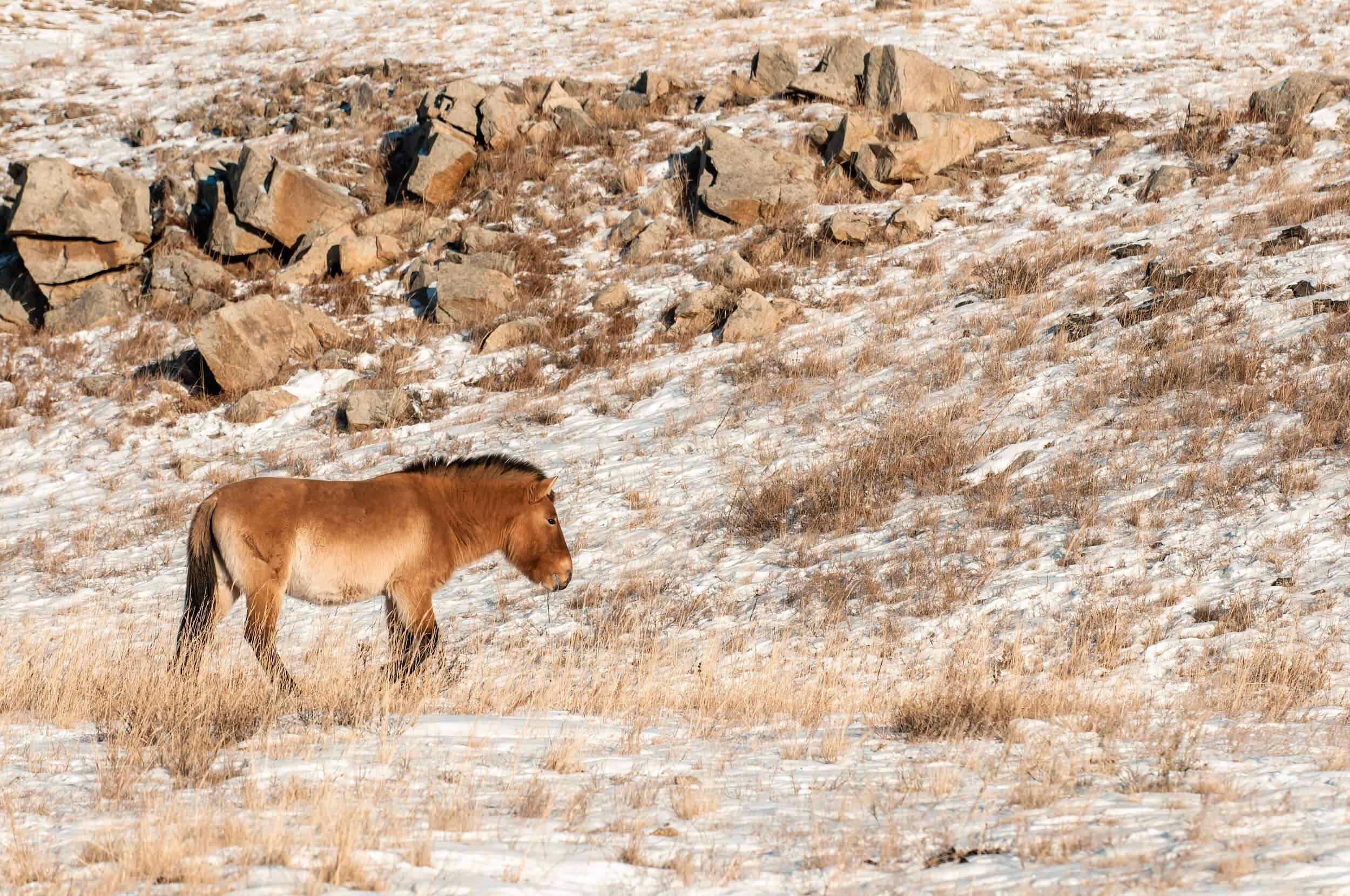 صورة لحصان برجفالسكي بالغ يقف مقابل نتوءات صخرية. المصور: أستريد هاريسون     المكان: منغوليا