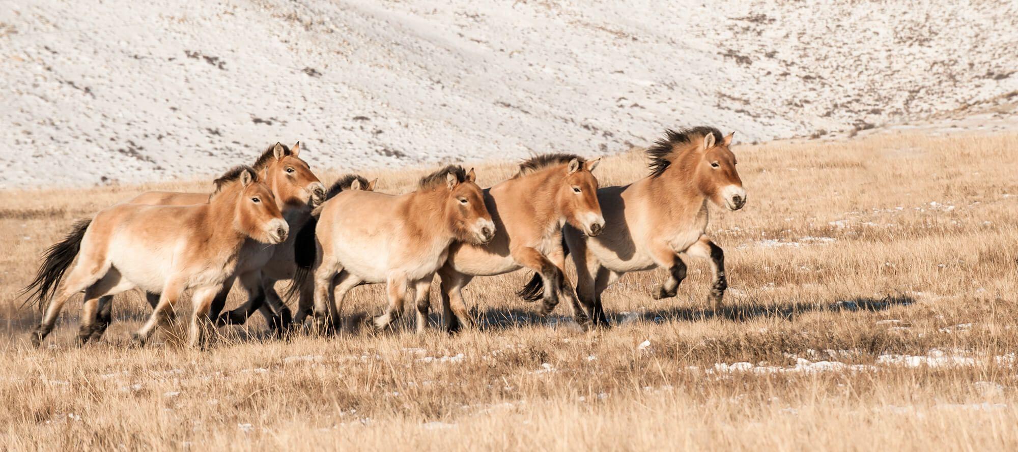 A herd of Przewalski horses running together. Photographer: Astrid Harrisson. Location: Mongolia.