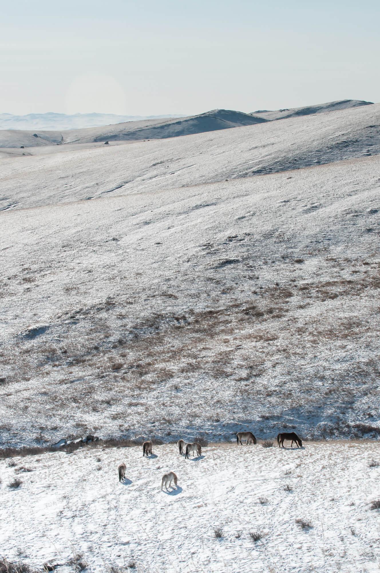 Snow-covered Hustai National Park, Mongolia, with a herd of Przewalski horses grazing in the foreground. Photographer: Astrid Harrisson. Location: Mongolia.