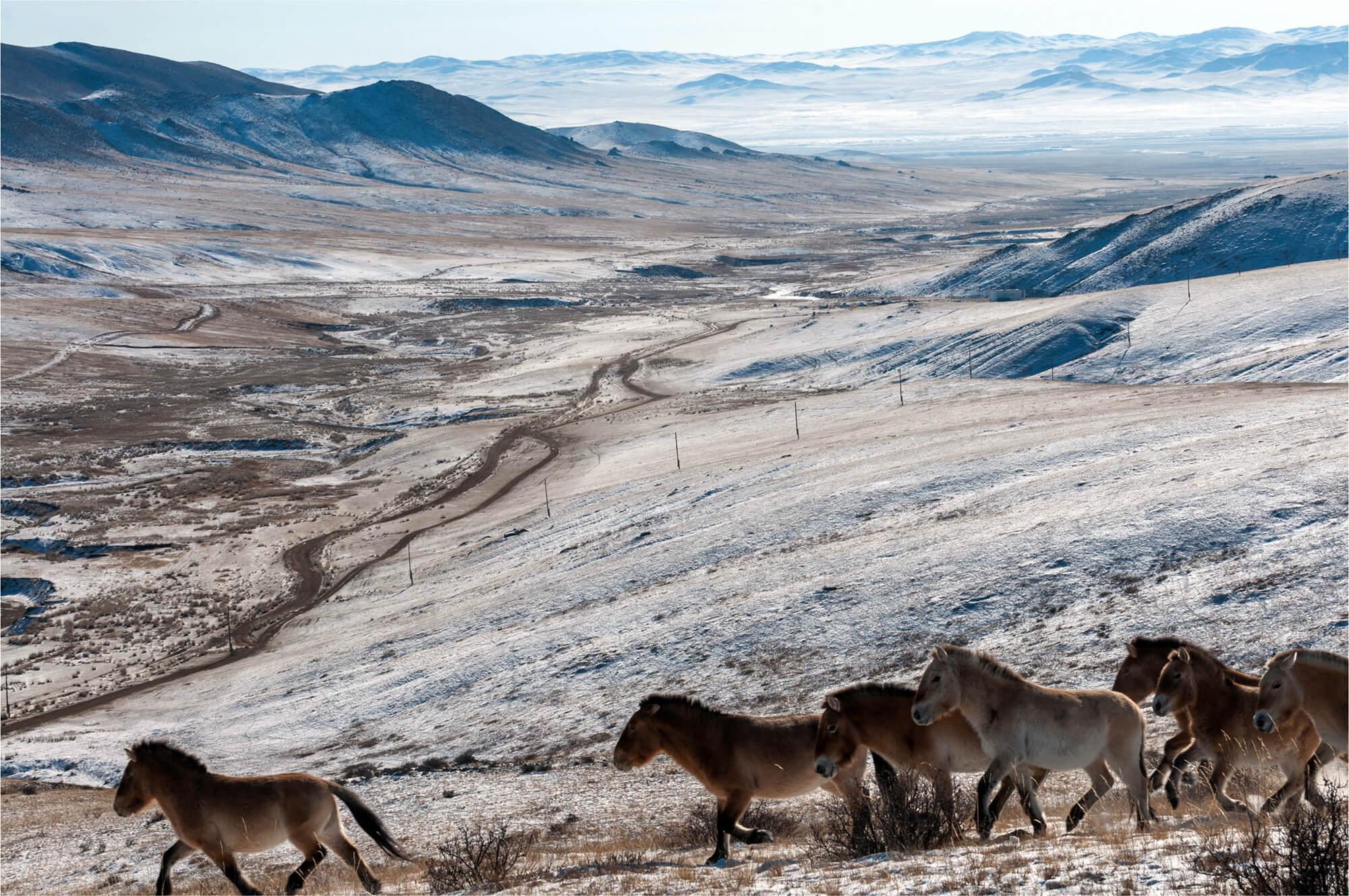 قطيع من الخيول البرية الآسيوية التي تسمى برجفالسكي أو تاخي (لدى السكان المحليين) وسط مشاهد أخّاذة للطبيعة الشاسعة في منتزه هوستاي الوطني في منغوليا.  المصور: أستريد هاريسون     المكان: منغوليا