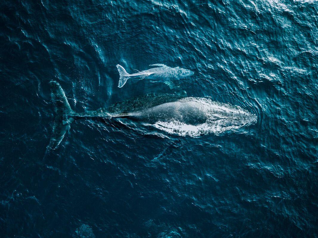 الحيتان الحدباء من الأعلى