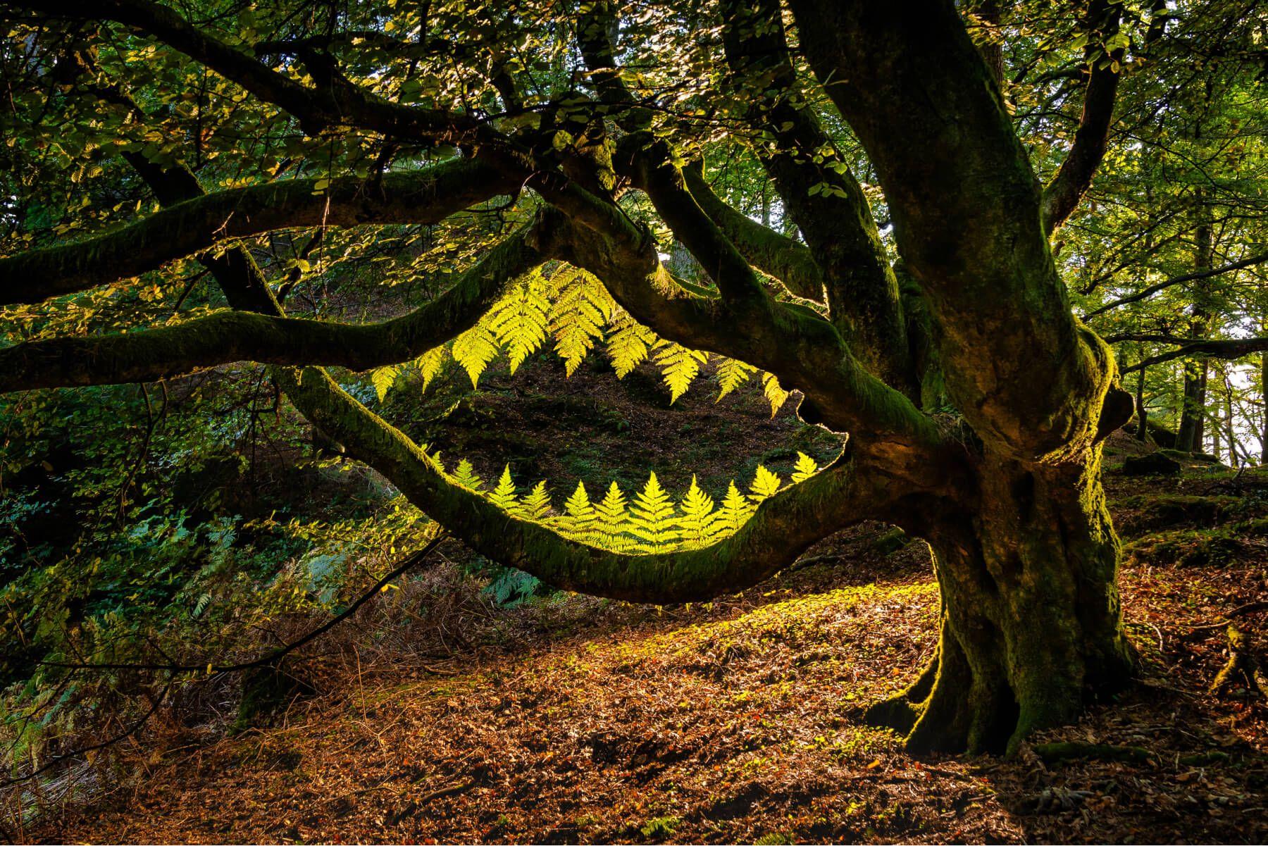 هل تستطيع أن تراه؟ الباريدوليا، أو العمل الفني غير الدائم الذي صُنع في الغابة المحيطة بموقع هيرميتاج دونكيلد في إسكتلندا.

المصور: لورانس وينرام
الموقع: هيرميتاج دونكيلد، إسكتلندا