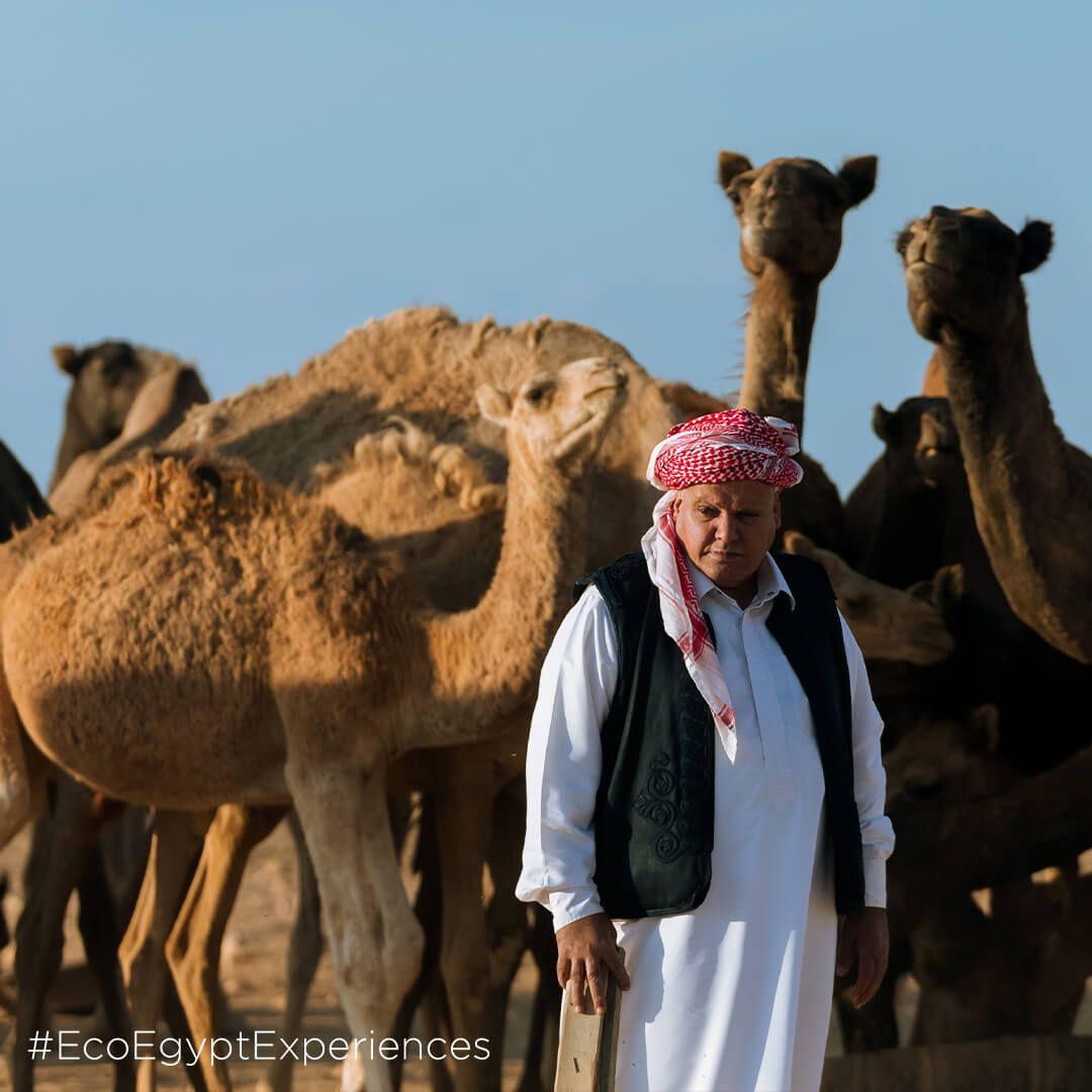قبائل مطروح تكيفت مع التغيير بينما لا تزال متمسكة بتراثها الثقافي في الصحراء 
مصدر: إيكو إيجبت