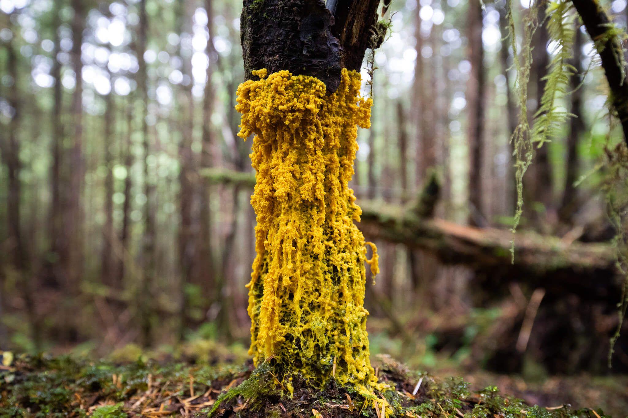 Despite their unappealing name, slime moulds aren’t actually mould or even fungi, but rather amebae, single-celled organisms with the ability to move and alter their shape. What makes these colourful organisms interesting? Their scientifically proven ability to map the best route to food.

Photo: TJ Watt   Location: Vancouver Island, BC, Canada