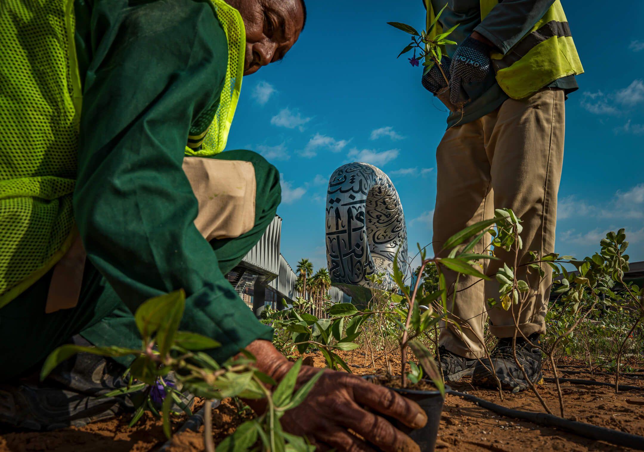 A team of gardeners plant an urban garden near the Museum of the Future in the centre of Dubai.
Photographer: Charlie Villagracia Location: Dubai, United Arab Emirates