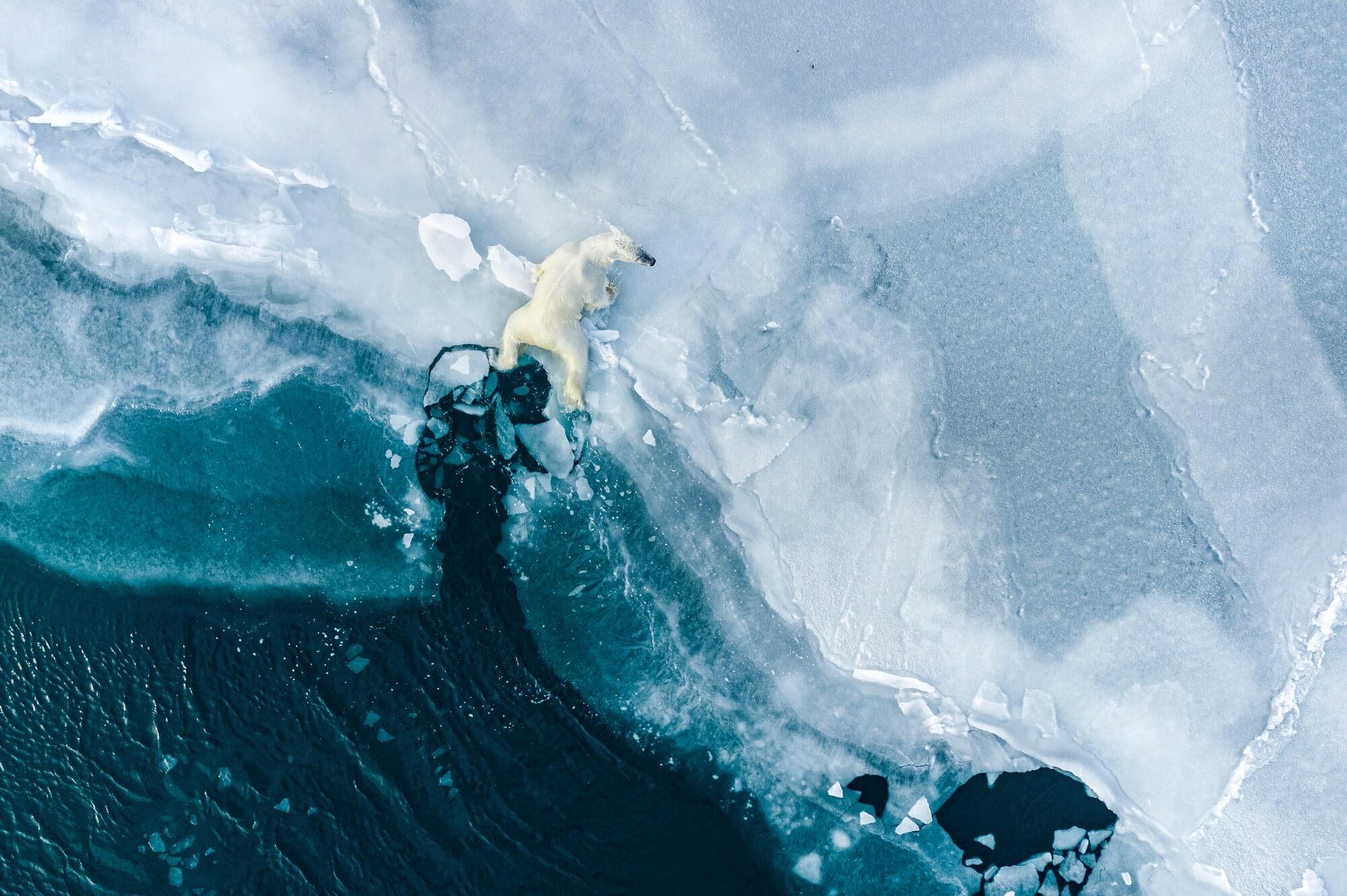 A drenched polar bear clings to the crumbling edge of an iceberg.
Photographer: Florian Ledoux Location: Svalbard