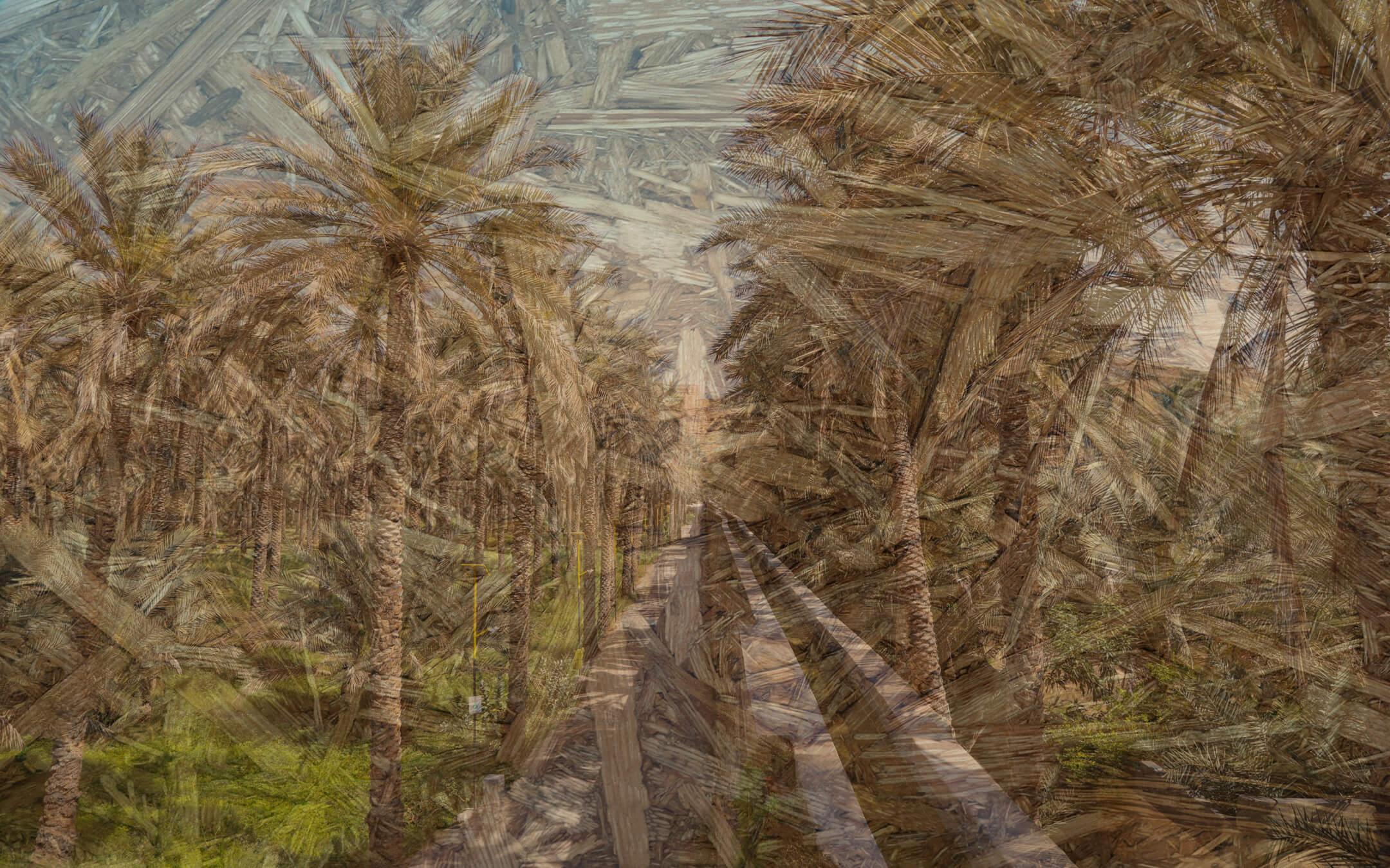 A creative composite shows a palm tree farm with a textured overlay from Desert Board.
Photo: The Climate Tribe Location: United Arab Emirates