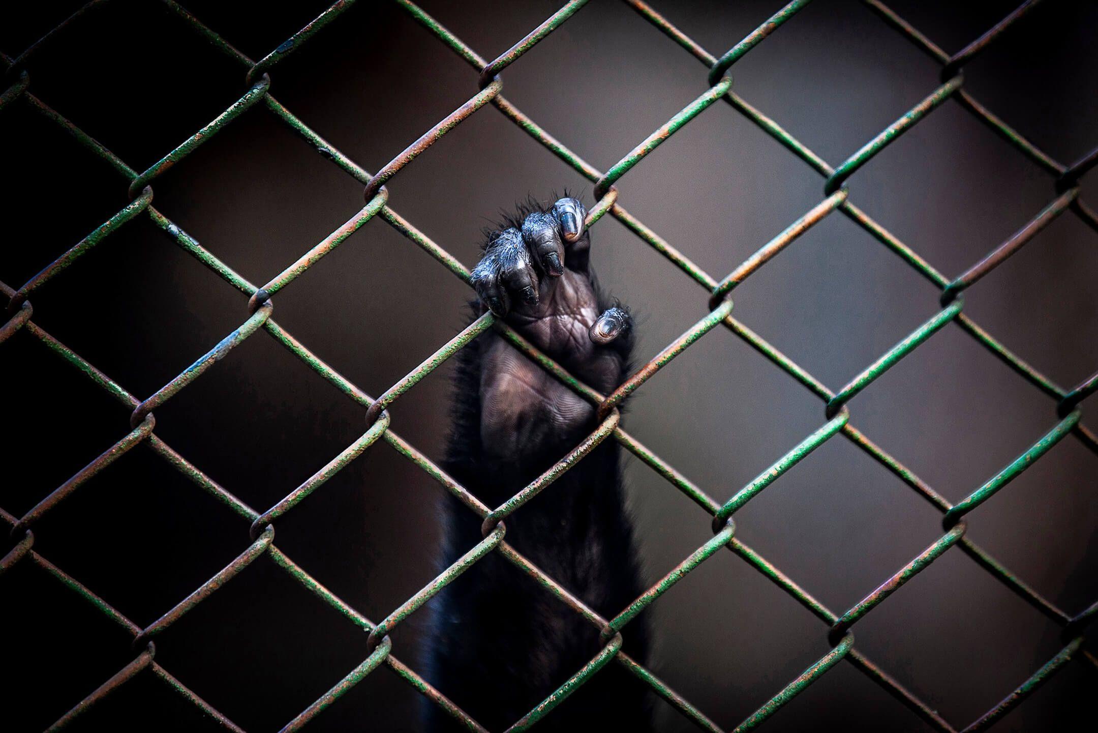 Captive Souls