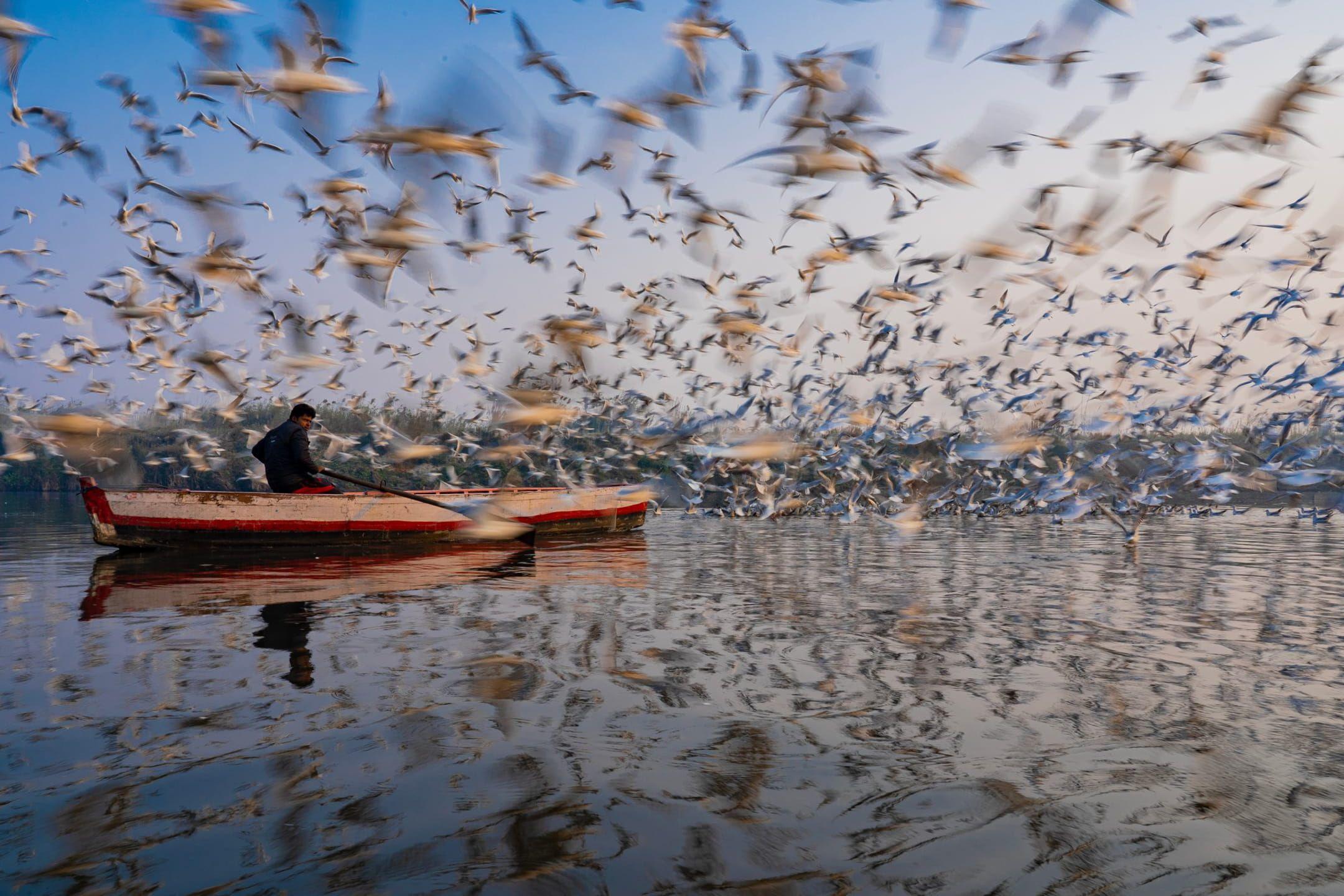 A man rows a boat among a flock of migratory birds in Delhi, India.
Photographer: Sudip Maiti
Location: India