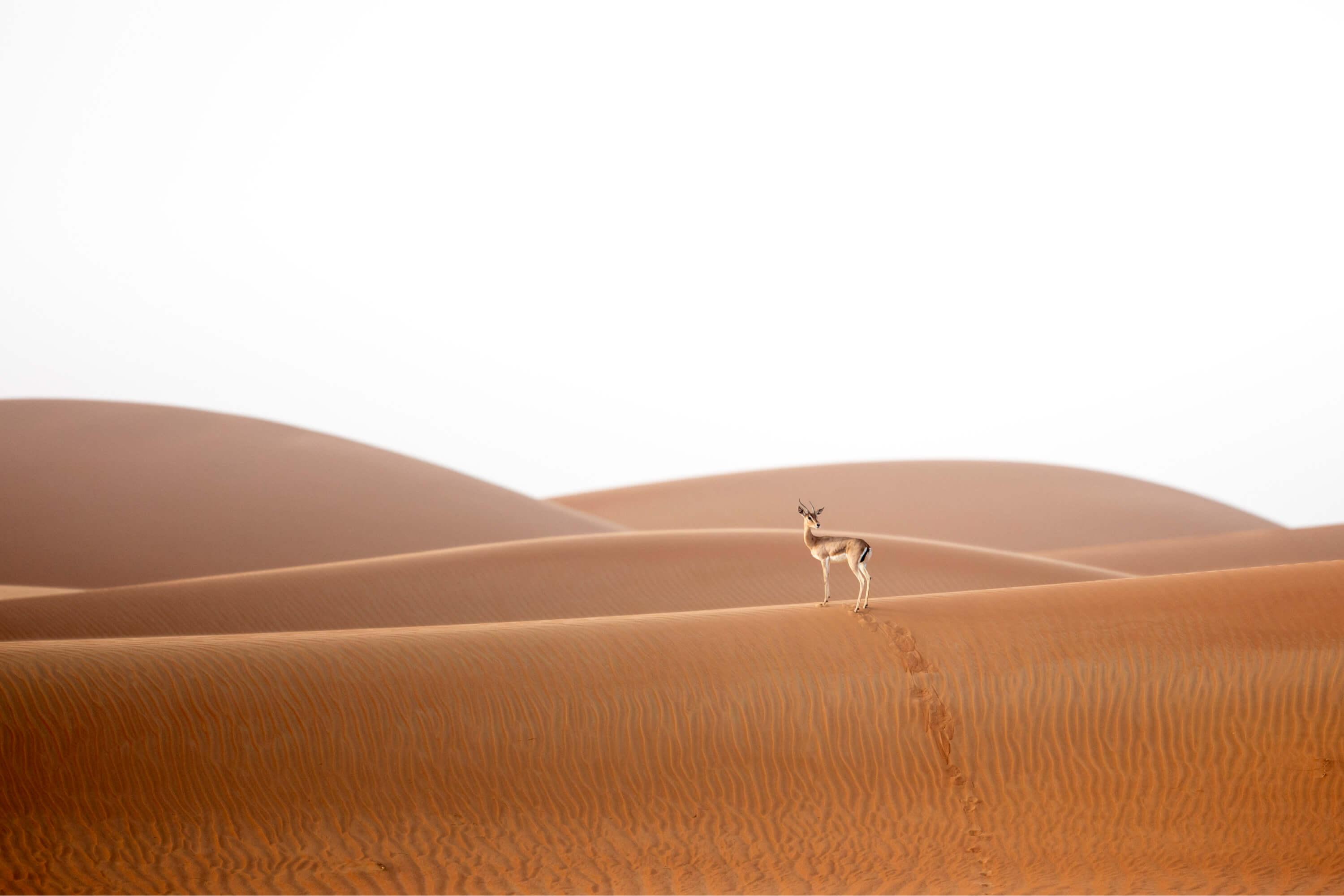 A lone Arabian Sand Gazelle makes a path through the red dunes of the Al Ain desert.
Photographer: Hamad Al Kaabi Location: Al Ain, UAE