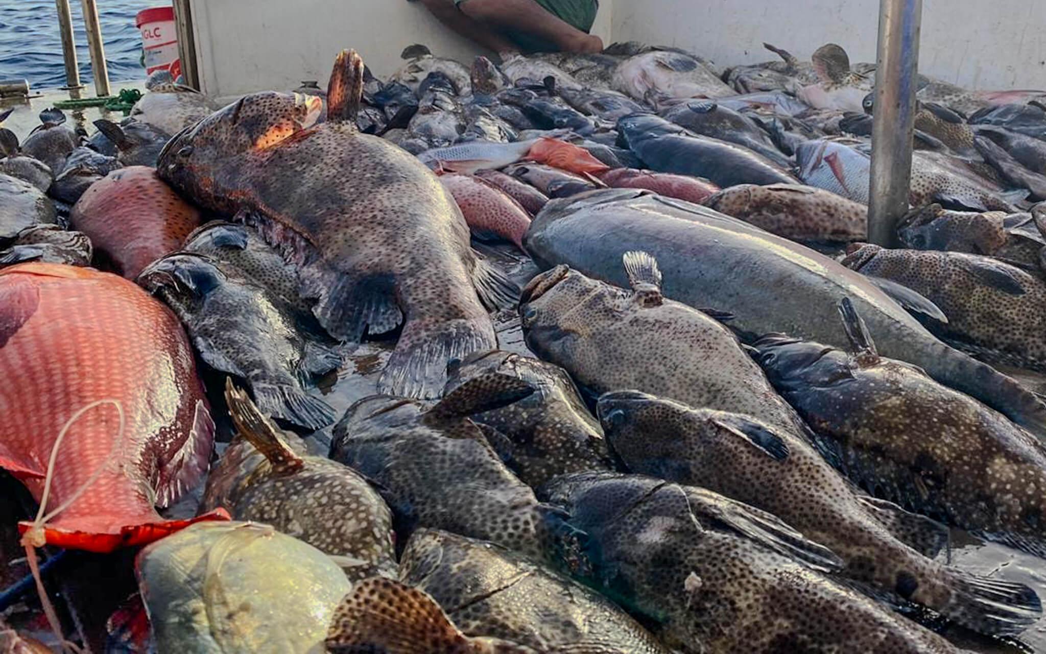 .إن عدم تطبيق نظام الصيد والإطلاق بين الصيادين يعرض الحياة البحرية للخطر
