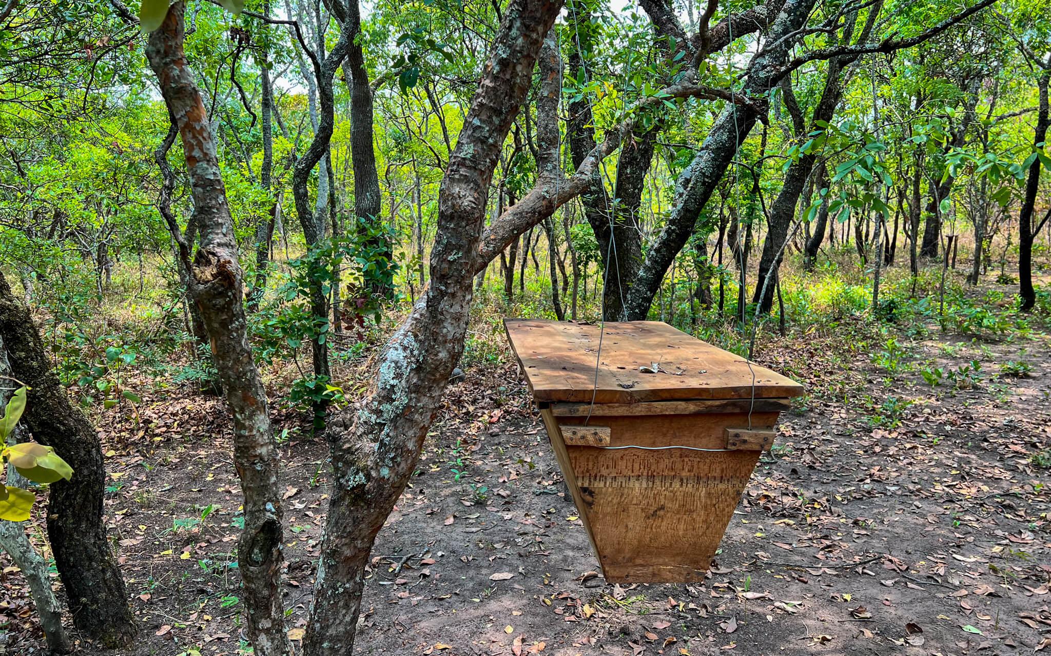 Traditional beekeeping methods vary around the world; in northwest Zambia, the use of tree hives is common.
Photo: Wuchi Wami