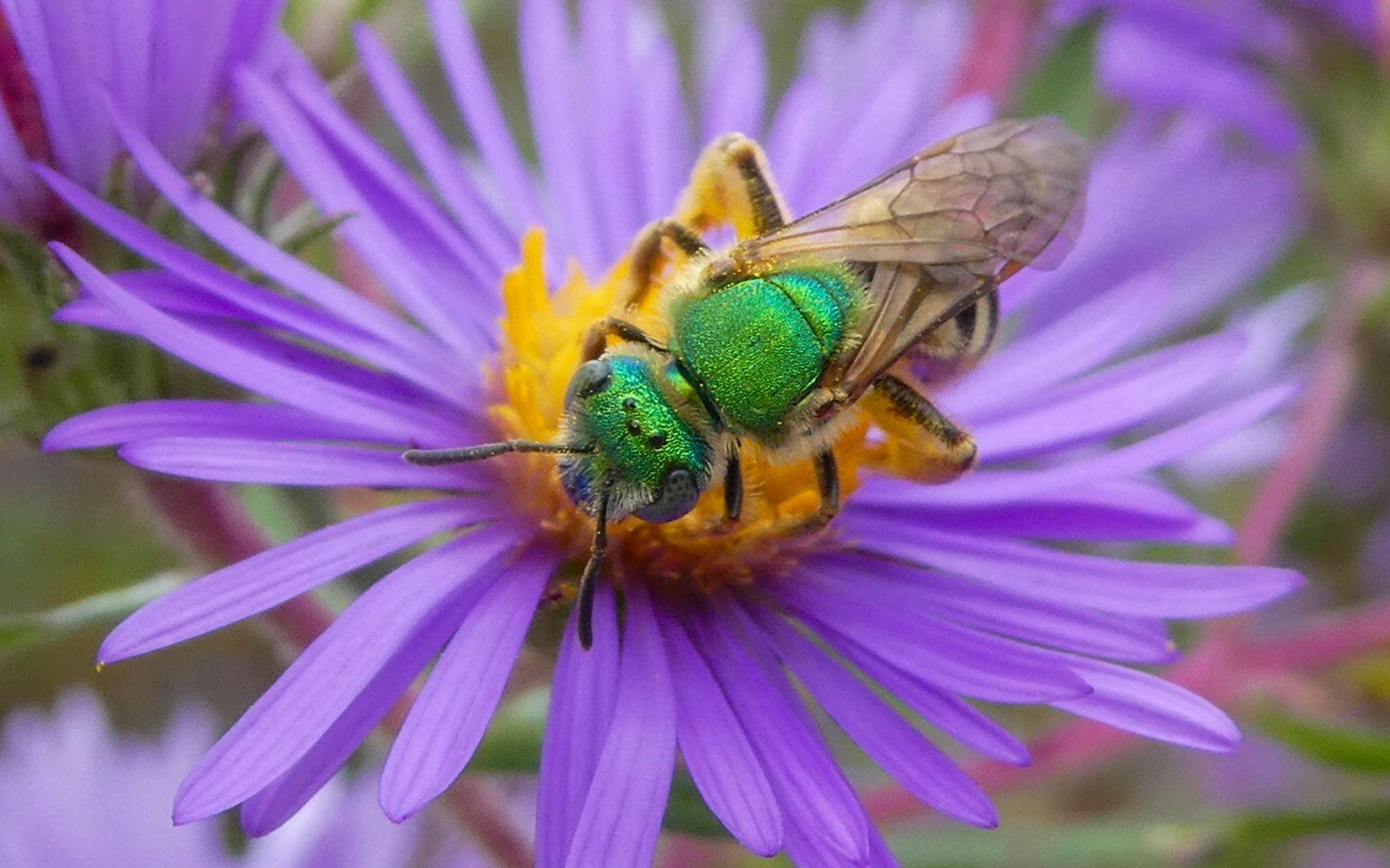A metallic green sweat bee is not attracted to human sweat (as the name would suggest); rather, these bees specialise in pollinating cotton and often nest in the ground.
Photographer: Amber Barnes