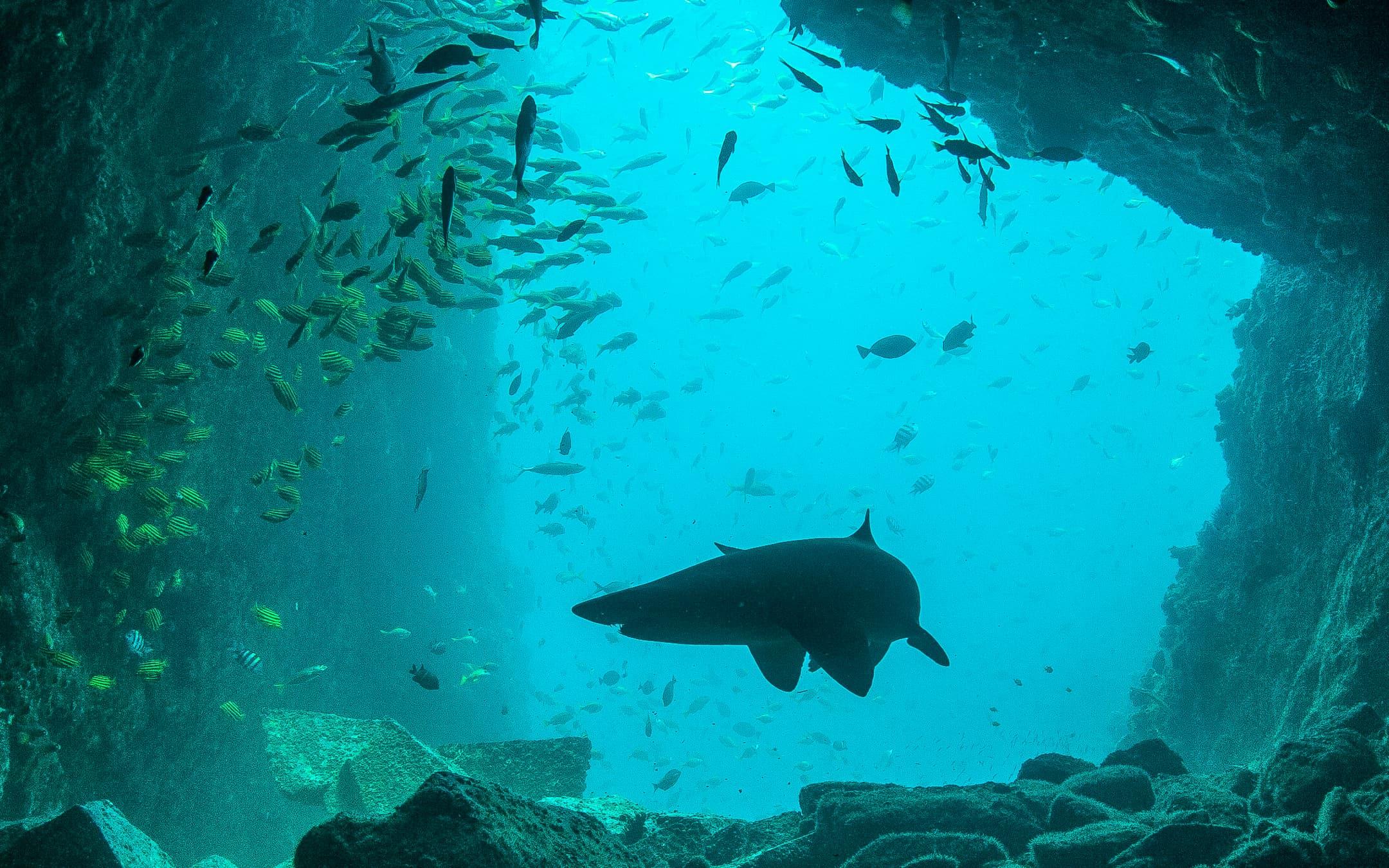 بين مفاهيم خاطئة وأنواع مهددة بالانقراض.. حياة أسماك القرش وتأثيرها على الوضع البيئي