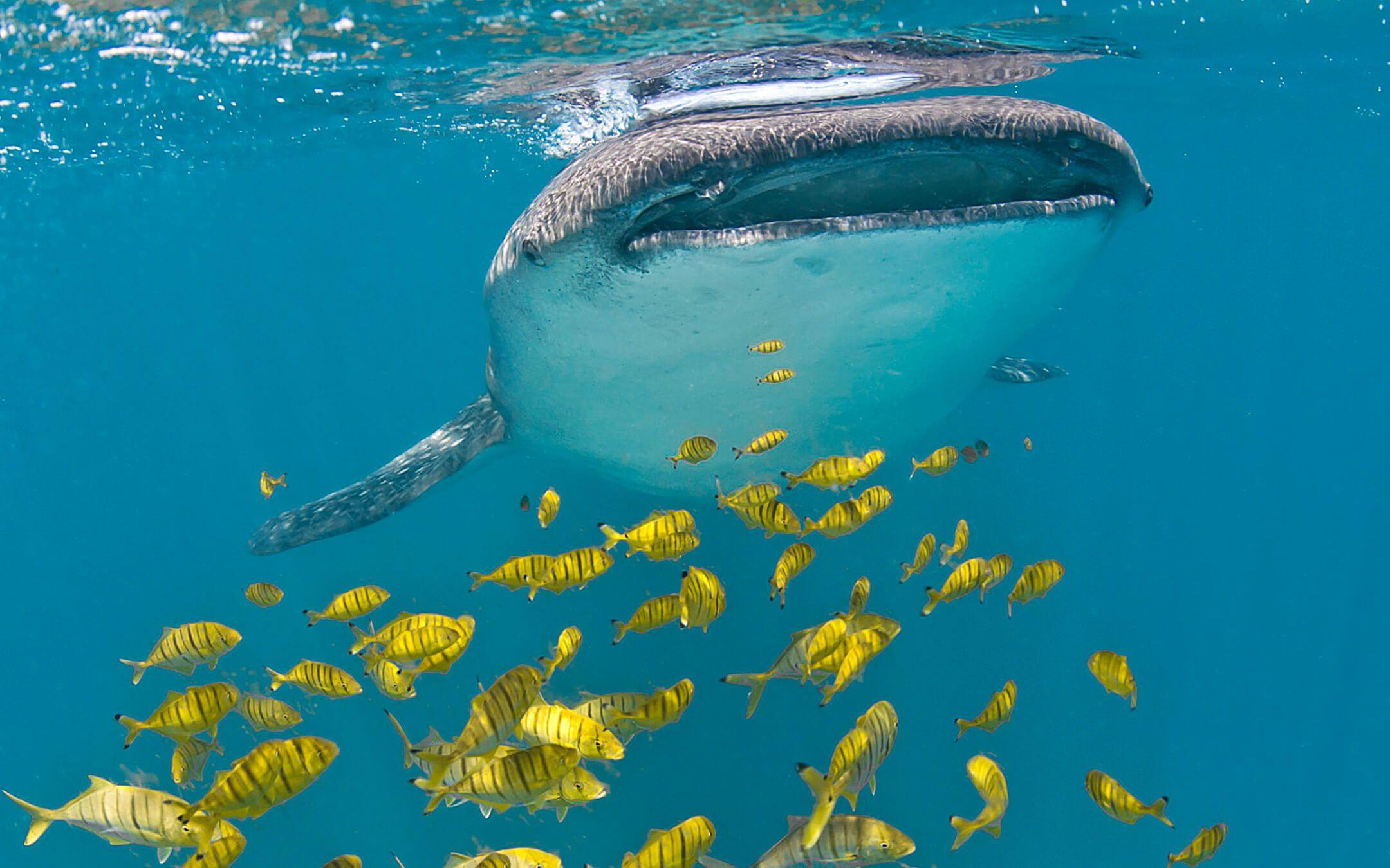 قرش الحوت في البحر الأحمر
تصوير: جوليا سبيت