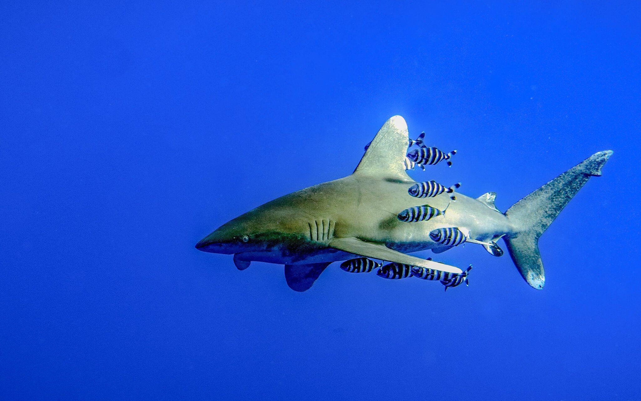 An Oceanic White Tip shark prowls the waters of the Red Sea accompanied by their usual Remora and Pilotfish.
Photo: Omar Dessouky