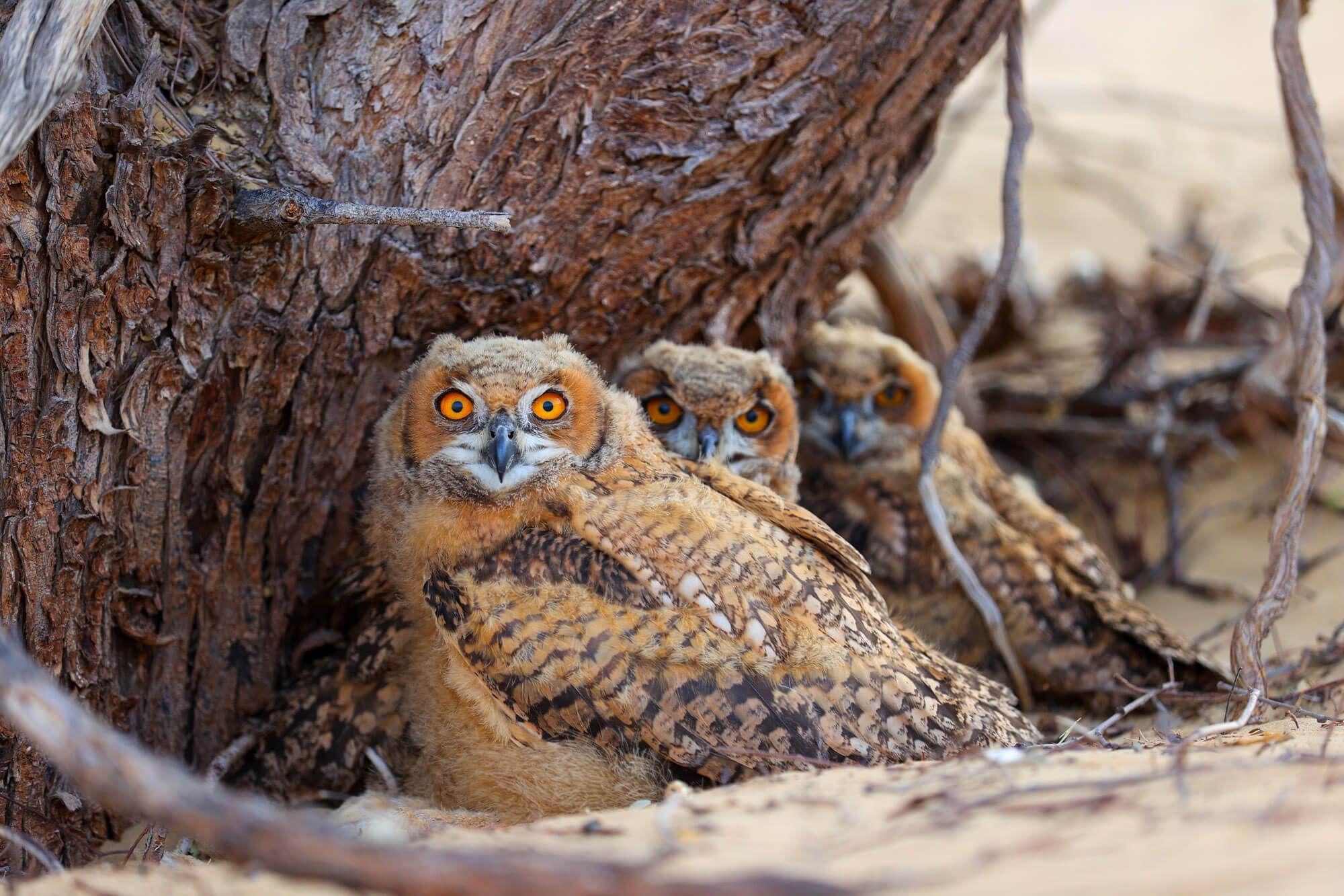 Next generation: the three nestlings matured into Desert Eagle Owls. Photographer: Ali bin Thalith. Location: Al Qudra Lake, Dubai, United Arab Emirates. 
