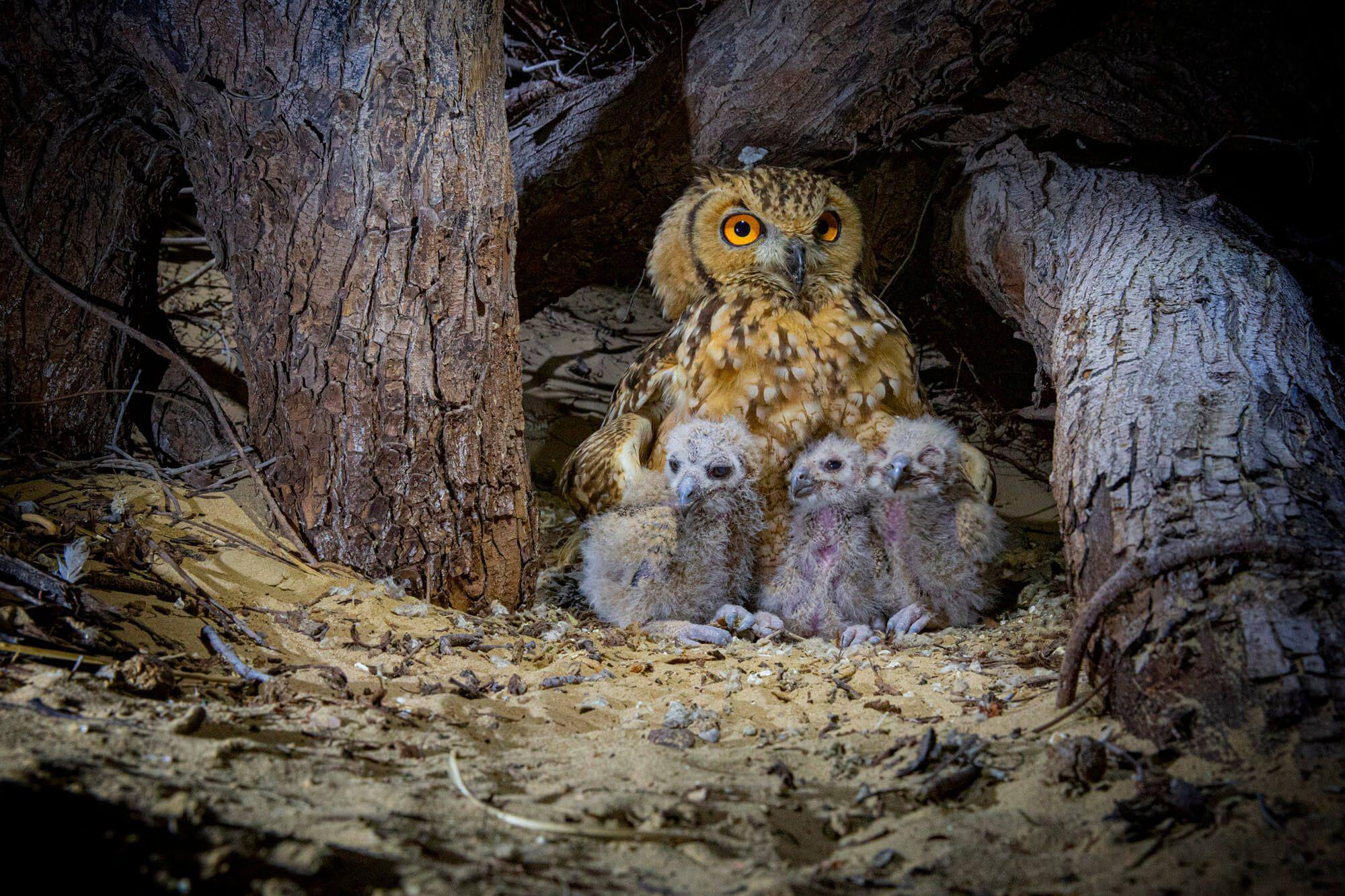 The female Desert Eagle Owl’s role is to protect the owlets from danger and desert predators. Photographer: Ali bin Thalith. Location: Al Qudra Lake, Dubai, United Arab Emirates. 