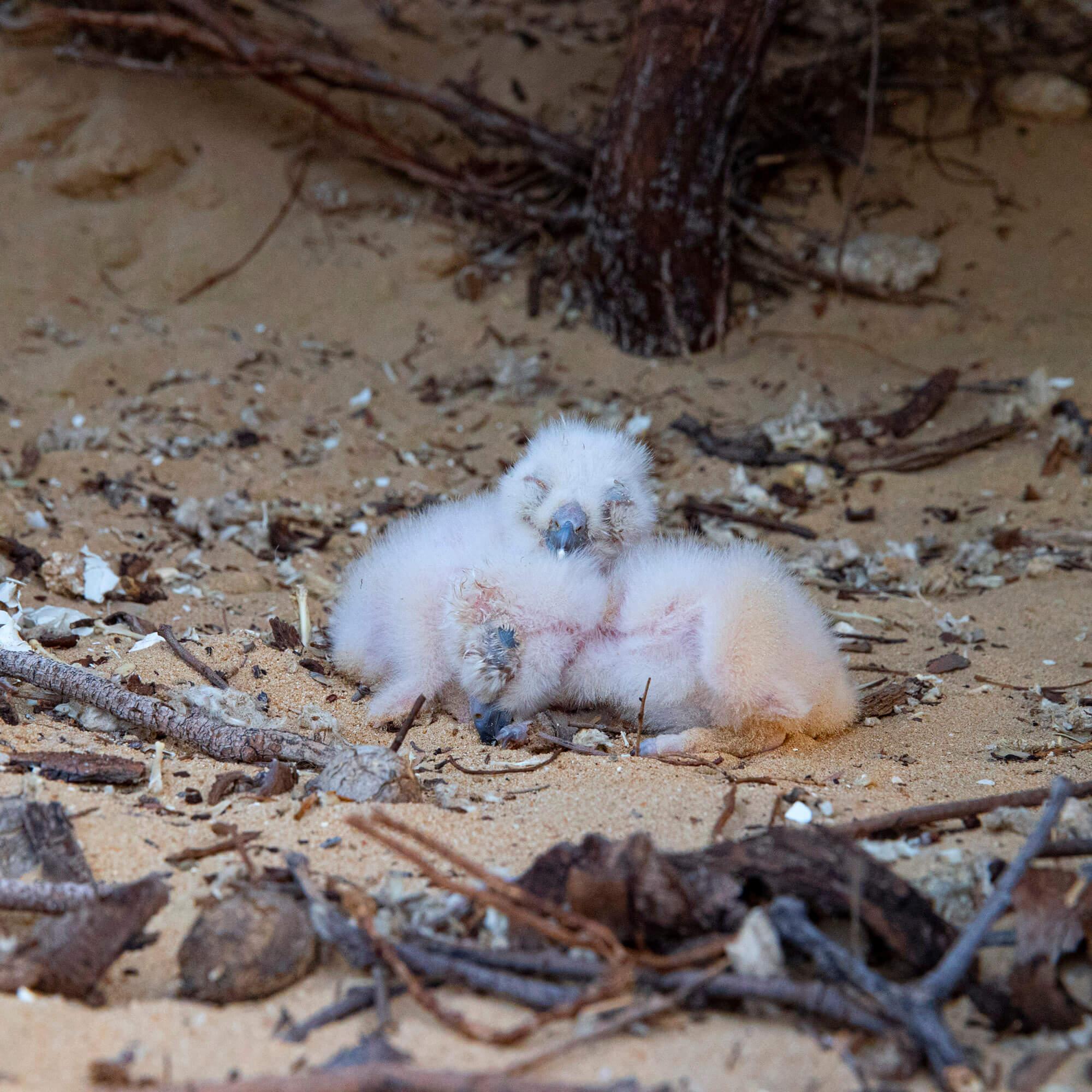 Desert Eagle Owl Nestlings (Owlets). Photographer: Ali bin Thalith. Location: Al Qudra Lake, Dubai, United Arab Emirates