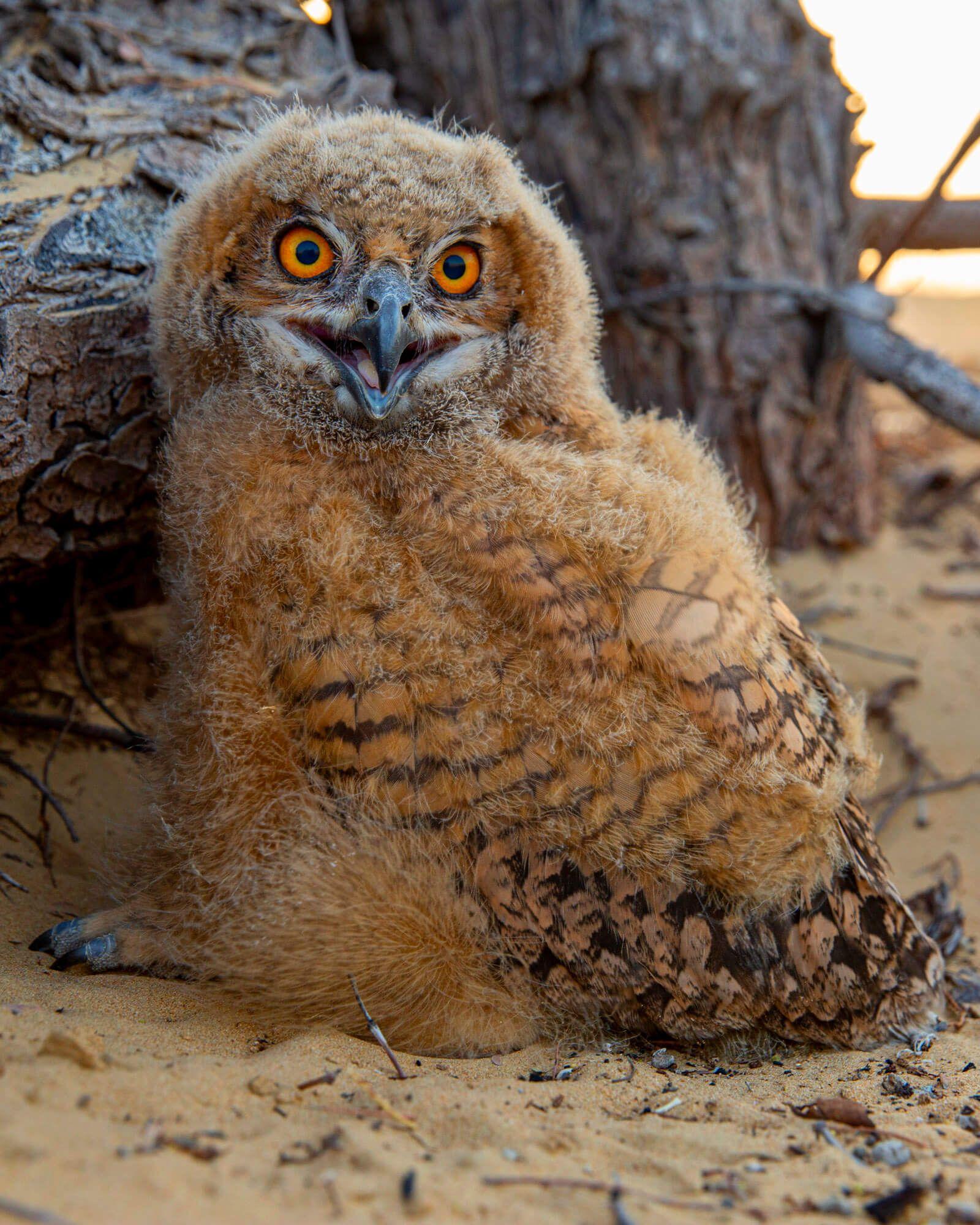A Desert Eagle Owlet maturing. Photographer: Ali bin Thalith. Location: Al Qudra Lake, Dubai, United Arab Emirates. 